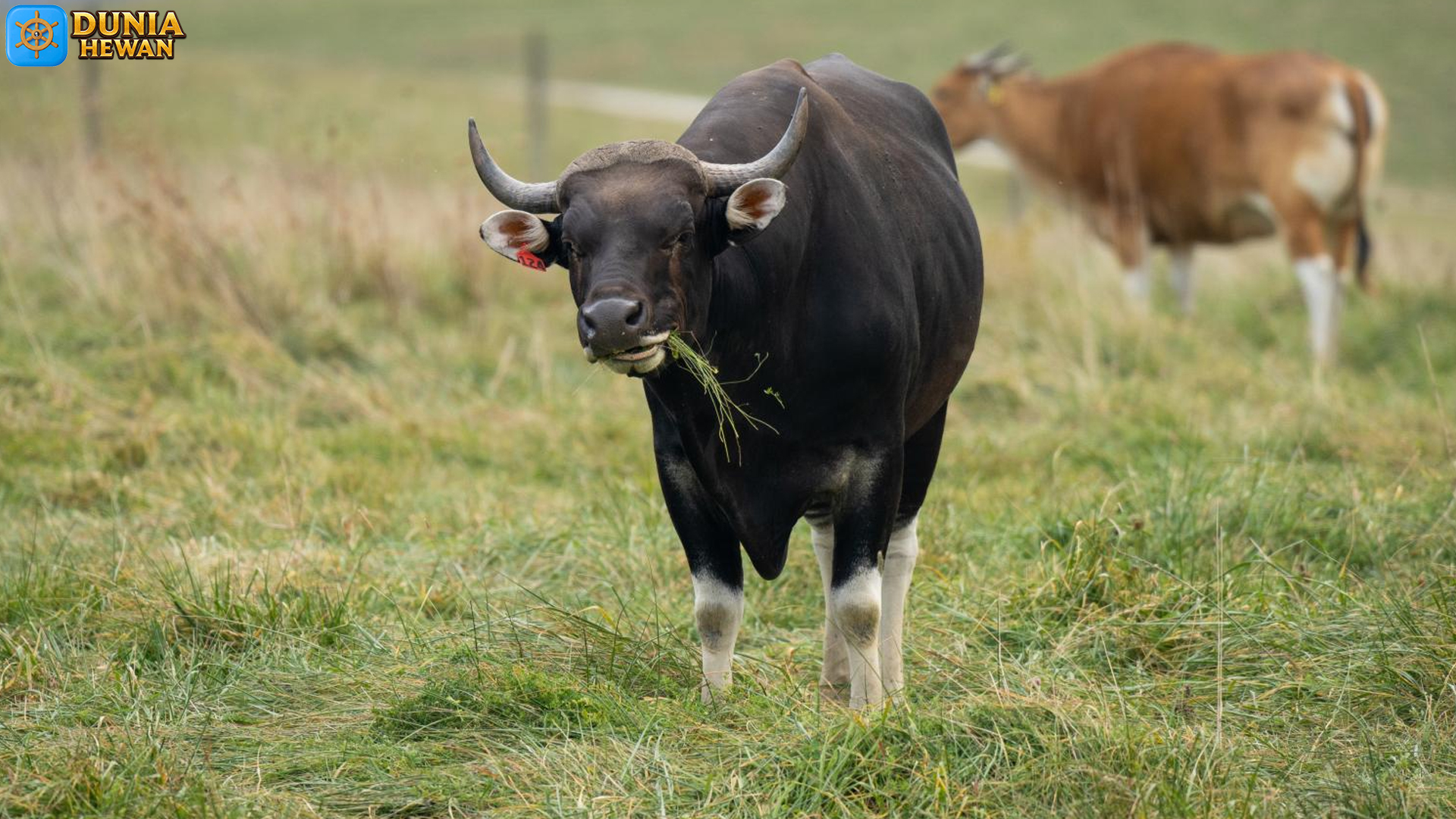 Banteng: Hewan dengan Kehebatan dan Tantangan Konservasi