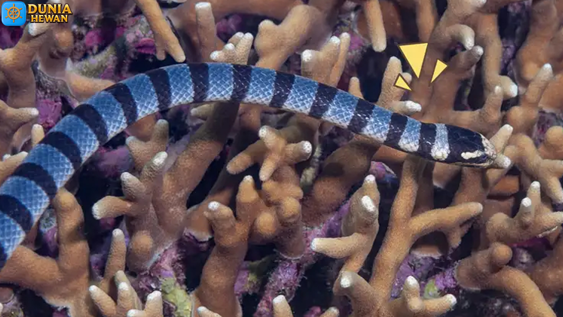 Ular Hydrophiinae: Spesies Laut dengan Adaptasi Menakjubkan