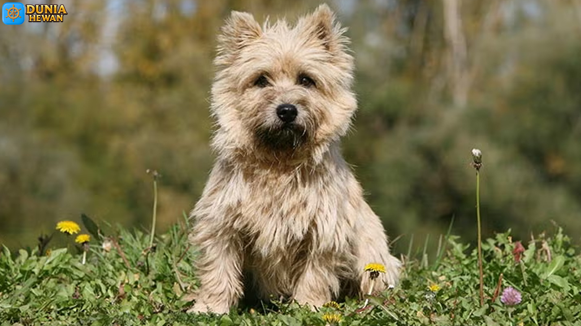 Mengenal Cairn Terrier: Anjing Kecil dengan Kepribadian Kuat