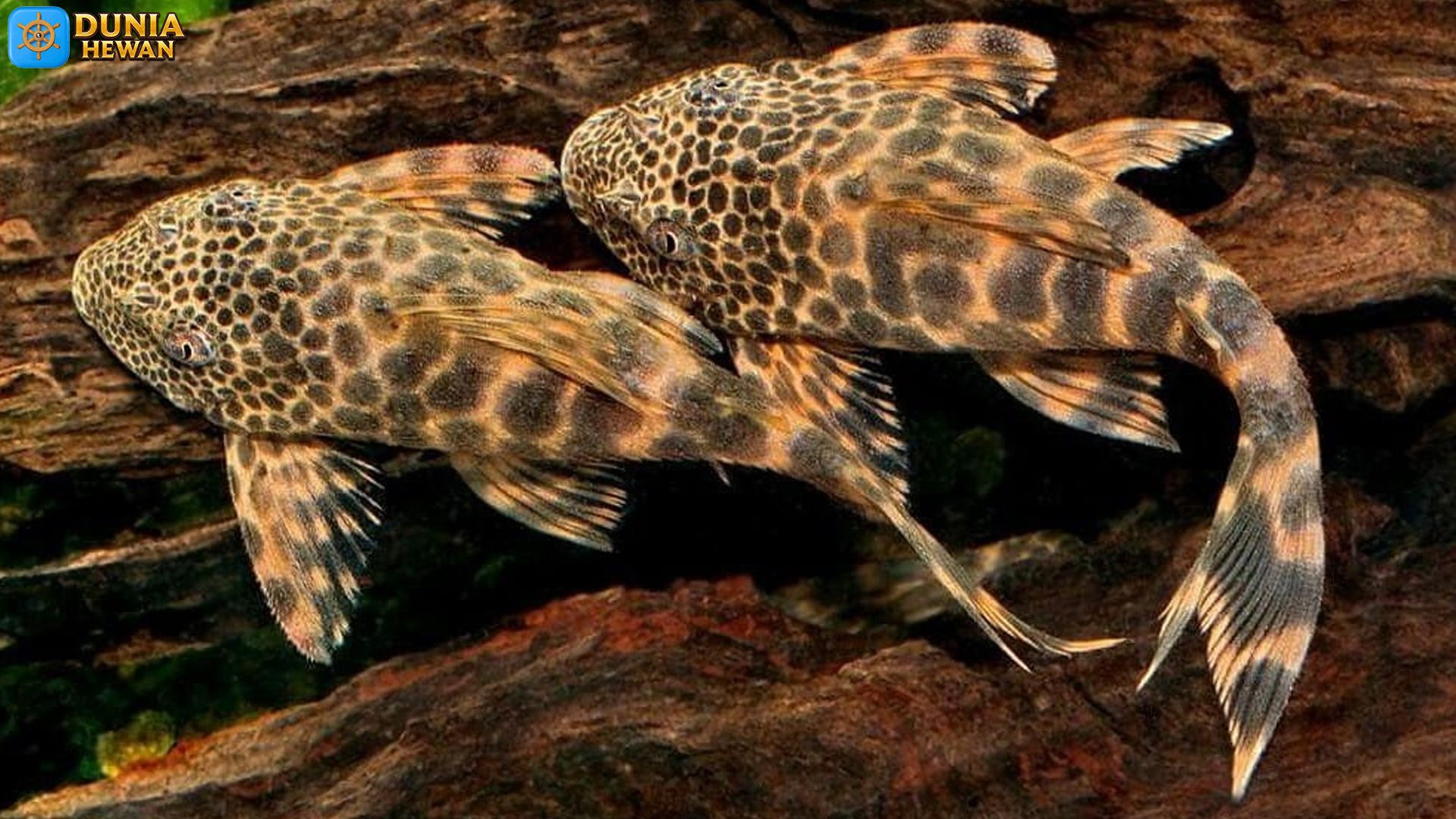 Fakta Menarik tentang Ikan Sapu-sapu: Pemakan Alga Efektif