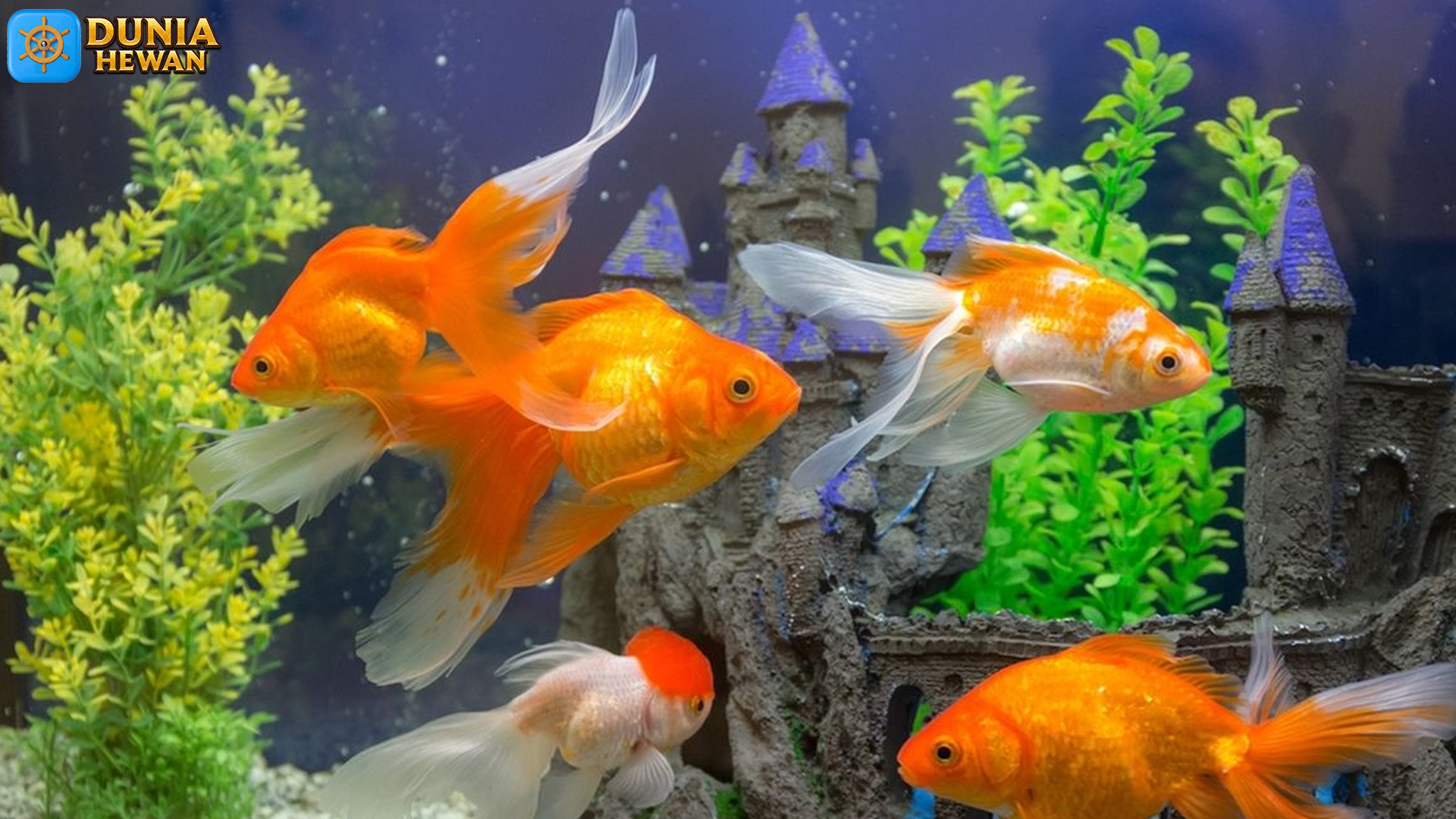 Mengenal Ikan Mas Koki: Keindahan dan Karakteristik yang Unik