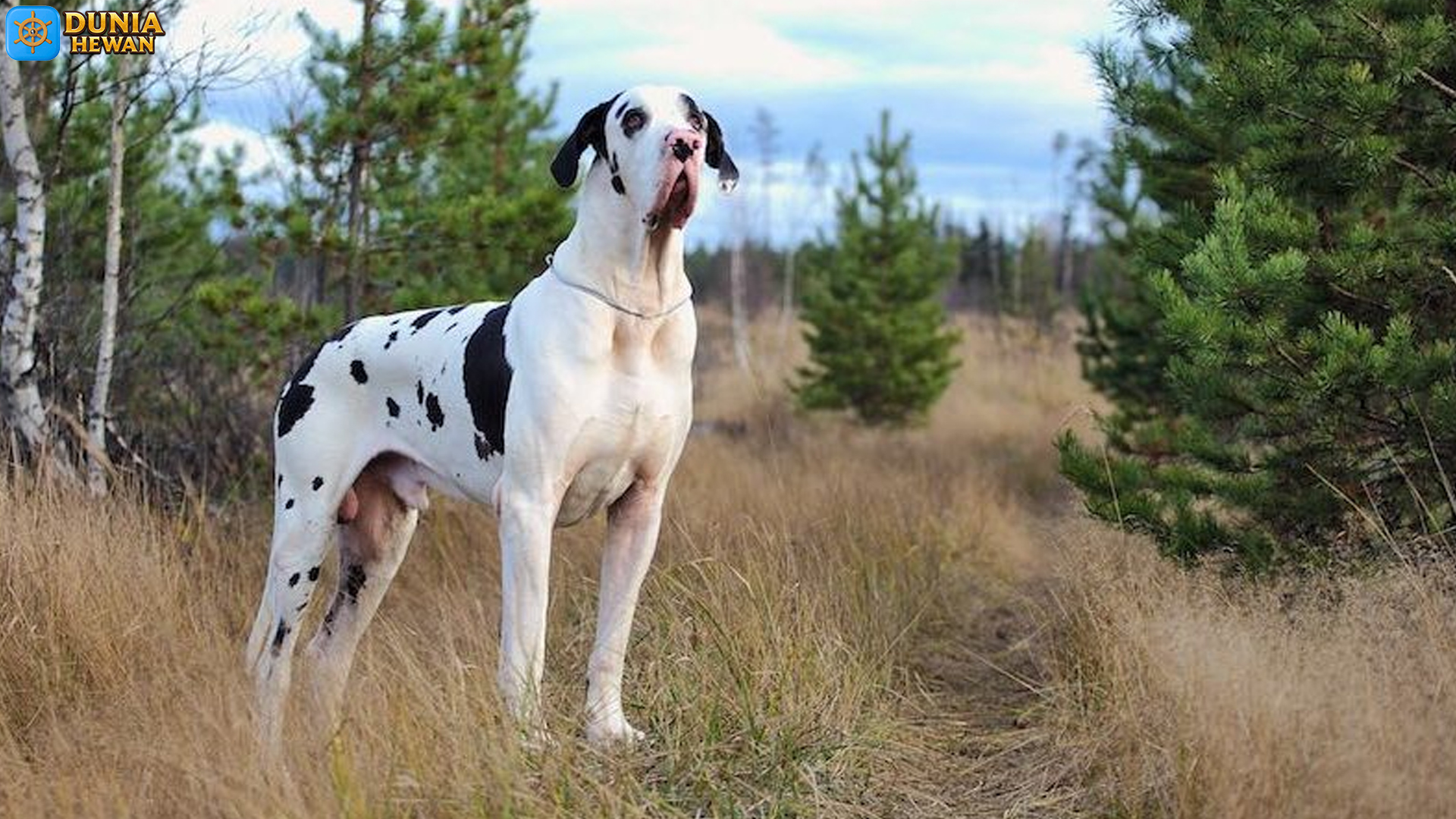 Anjing Great Dane: Raksasa Lembut dengan Hati yang Besar