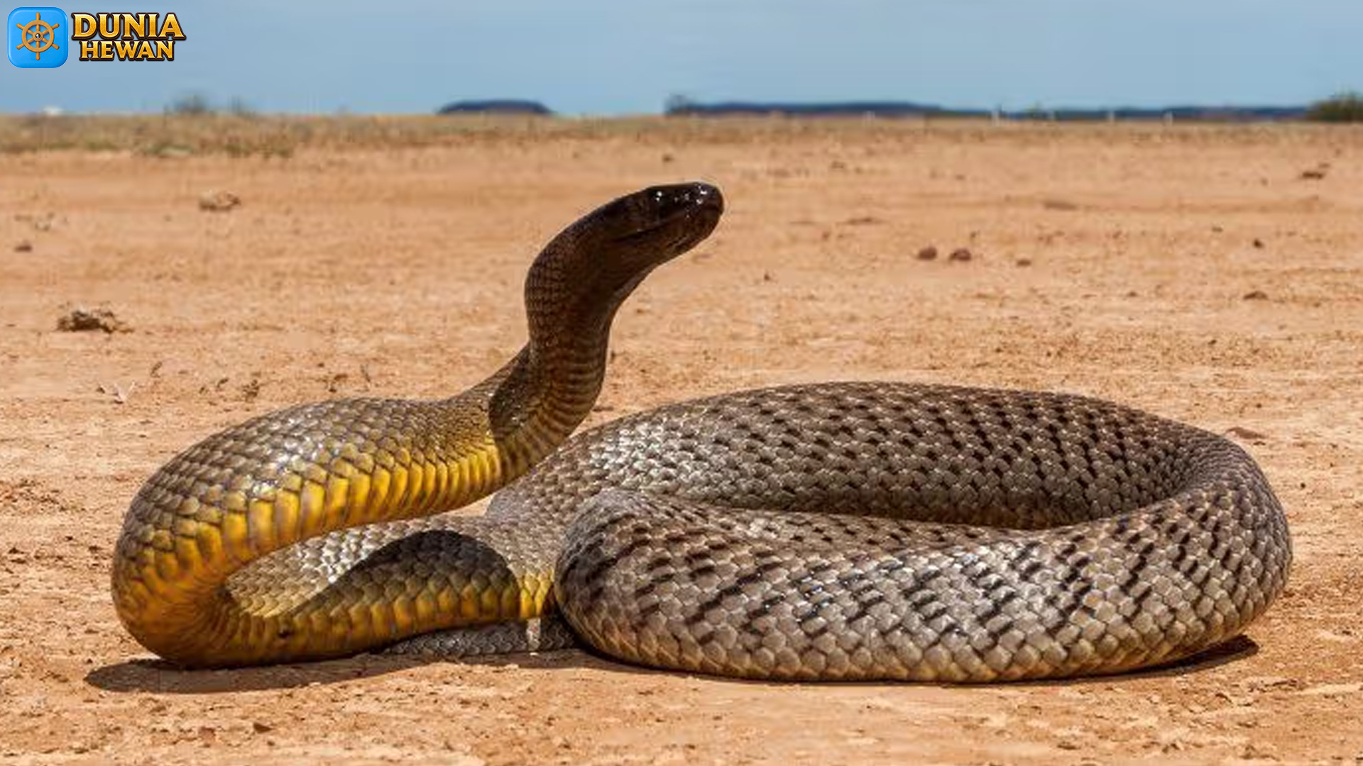 Taipan Pedalaman: Ular dengan Racun Paling Kuat di Dunia
