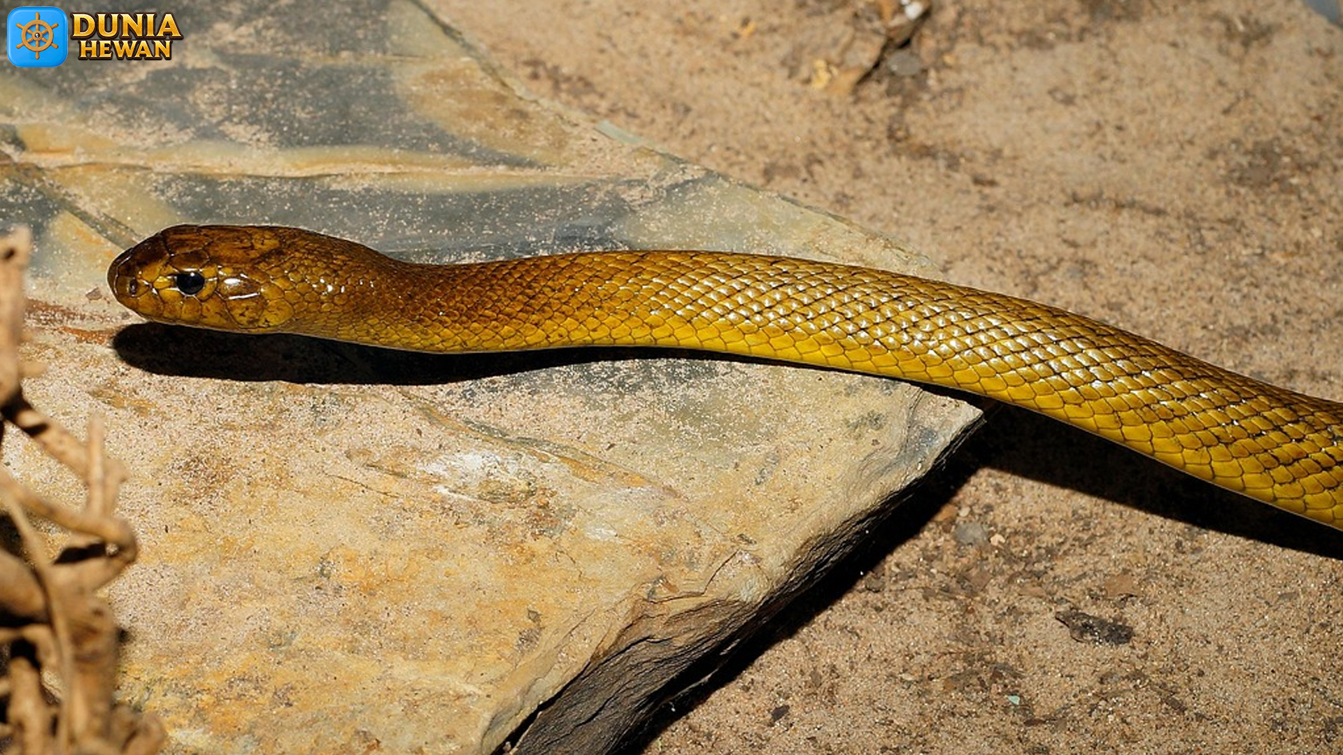 Taipan Pedalaman: Ular dengan Racun Paling Kuat di Dunia
