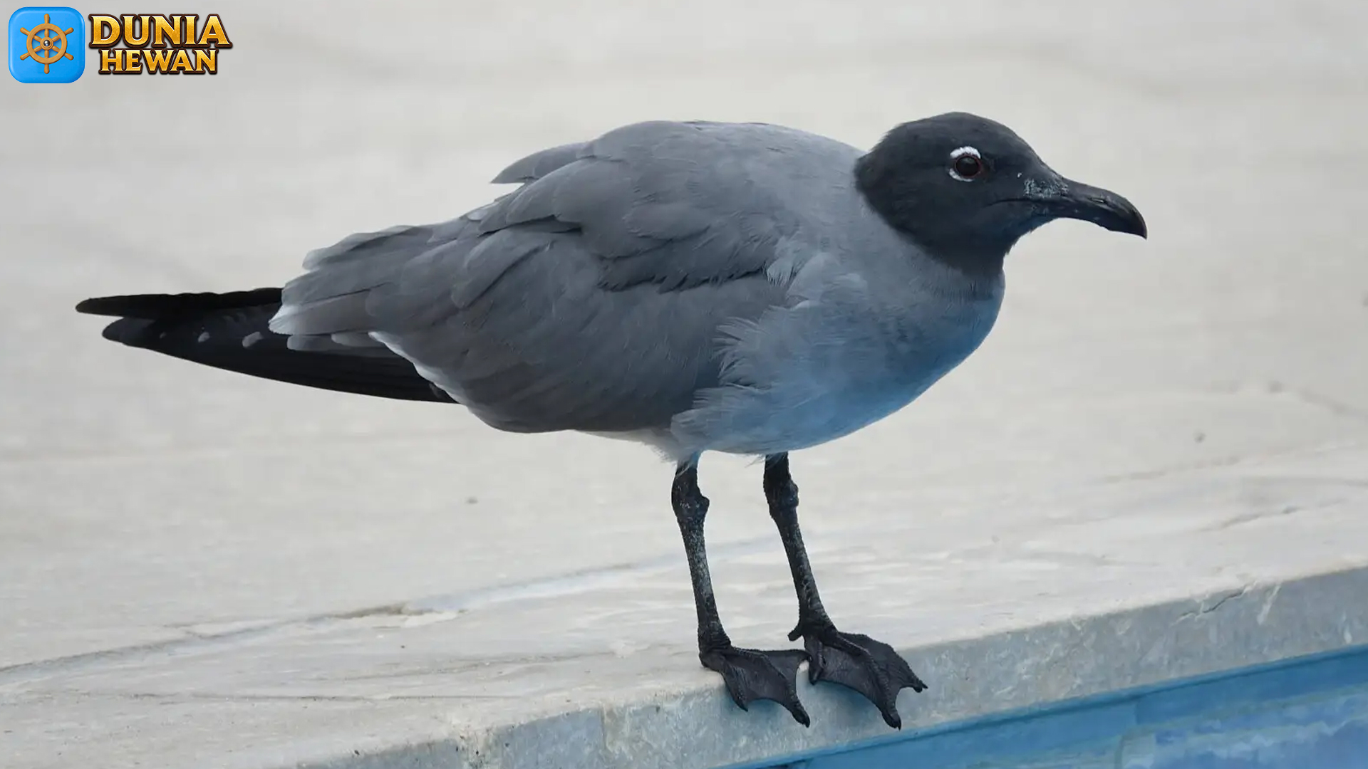 Burung Lava Gull: Misteri Kehidupan di Lingkungan Ekstrem
