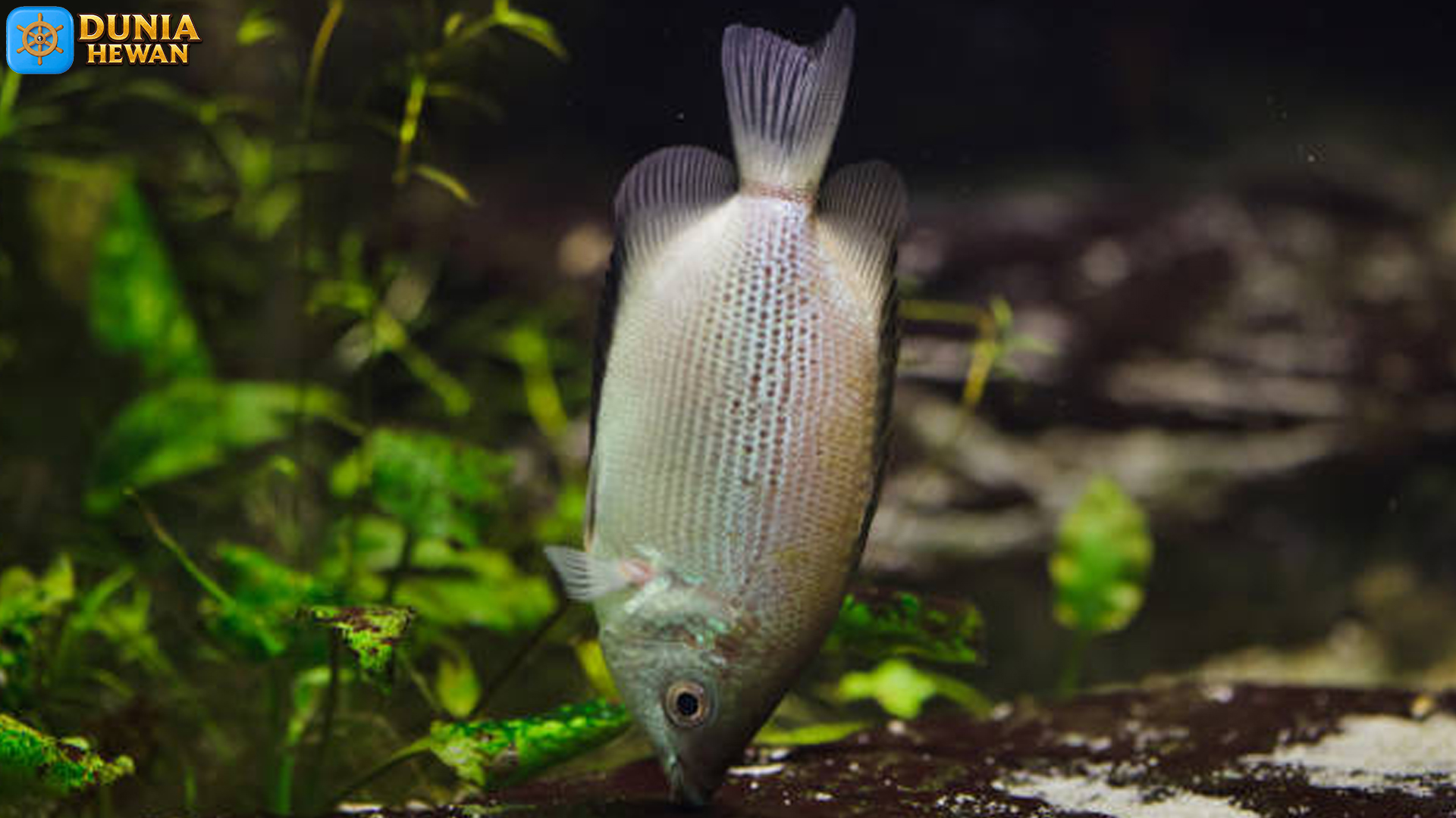 Mengenal Ikan Tambakan: Pesona Laut yang Tersembunyi