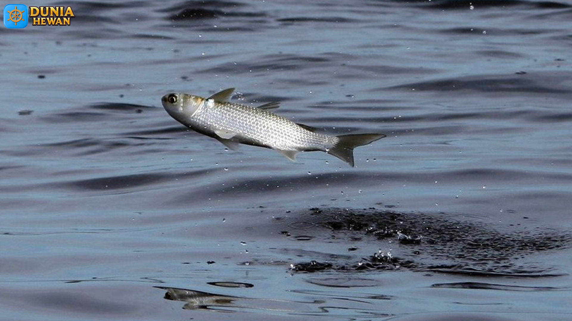 Fakta Menarik tentang Ikan Belanak yang Perlu Anda Ketahui