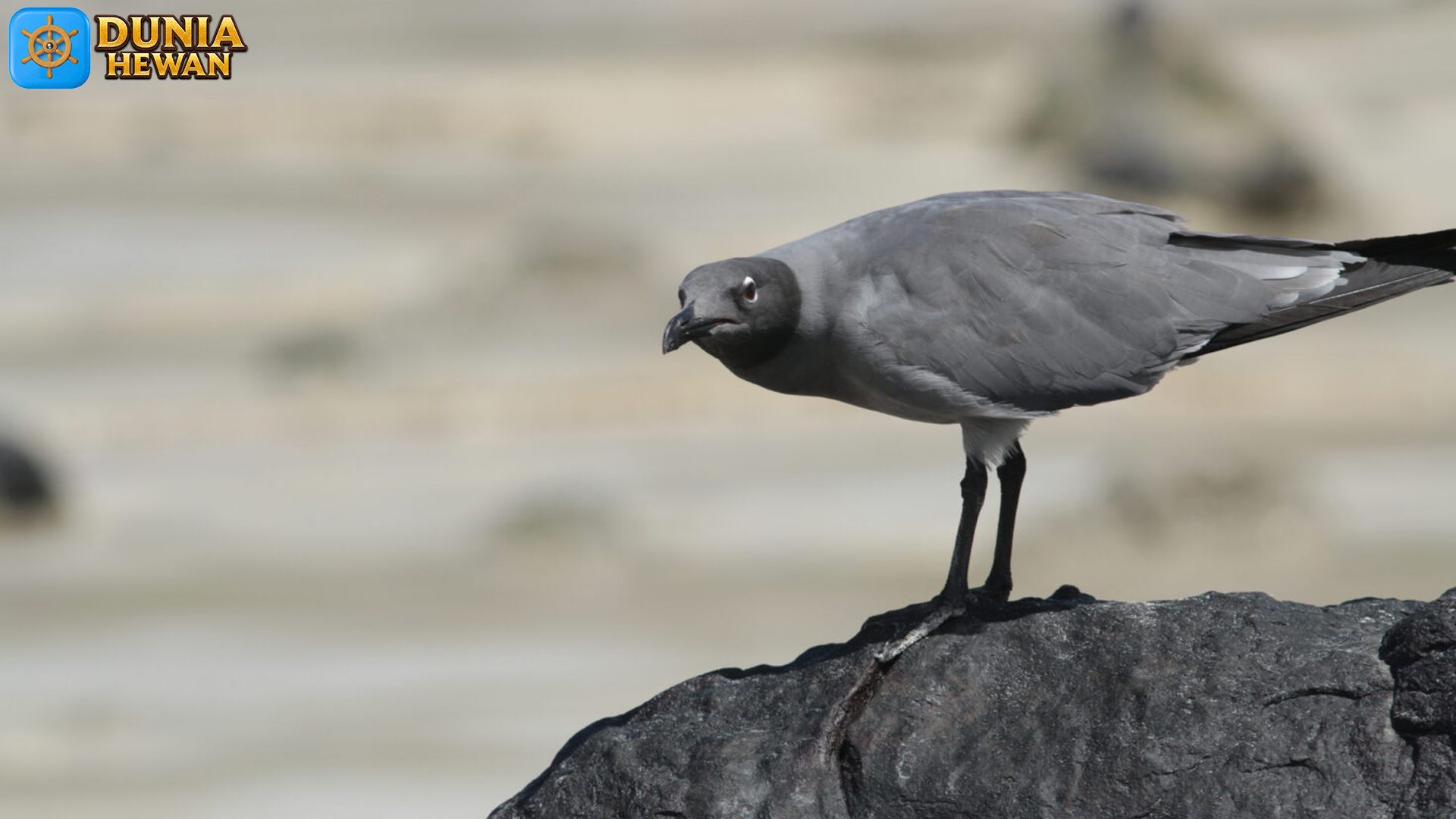 Burung Lava Gull: Misteri Kehidupan di Lingkungan Ekstrem