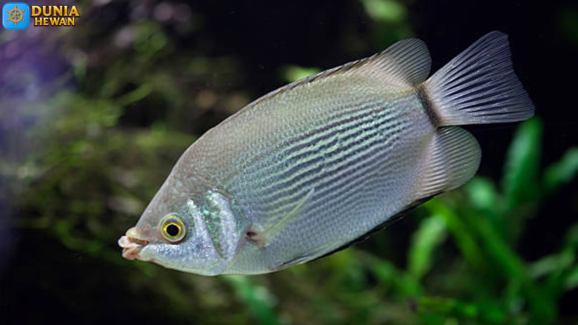 Mengenal Ikan Tambakan: Pesona Laut yang Tersembunyi
