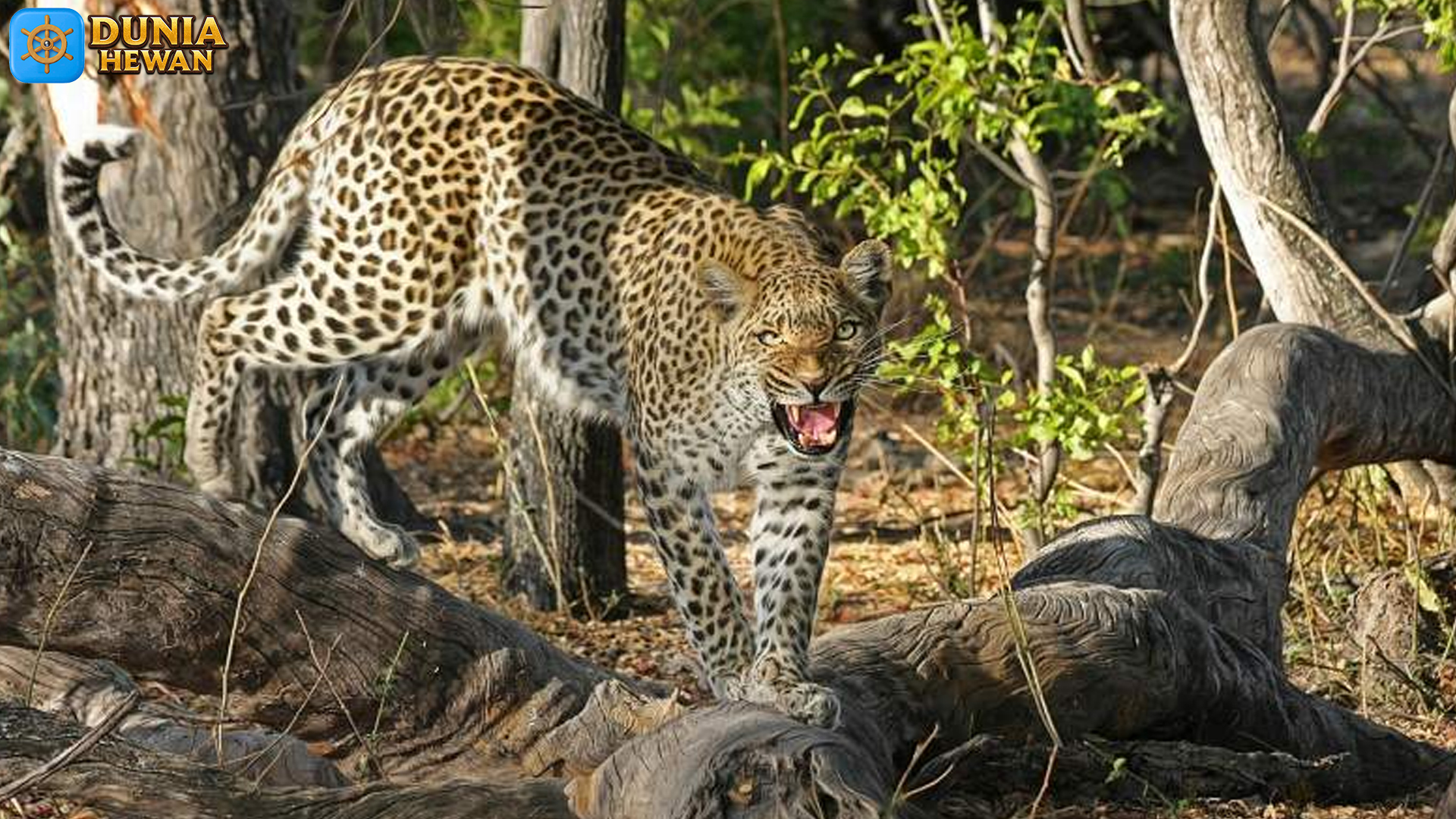 Macan Tutul: Pelestarian dan Ancaman terhadap Habitatnya