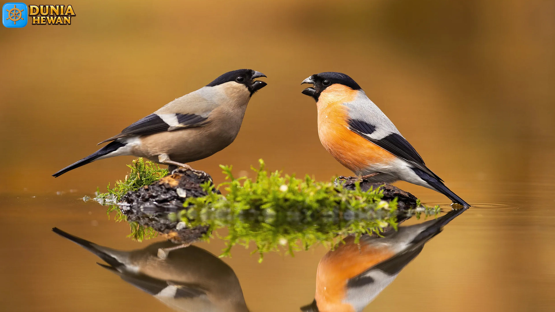 Eurasian Bullfinch: Burung Kecil dengan Keindahan Menakjubkan
