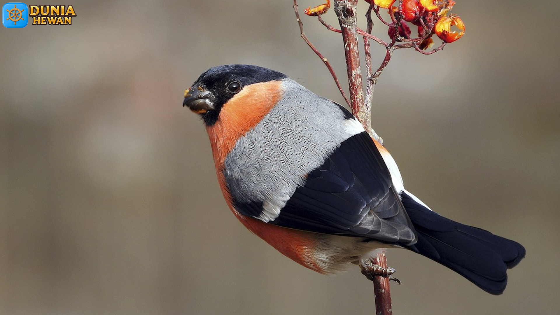 Eurasian Bullfinch: Burung Kecil dengan Keindahan Menakjubkan