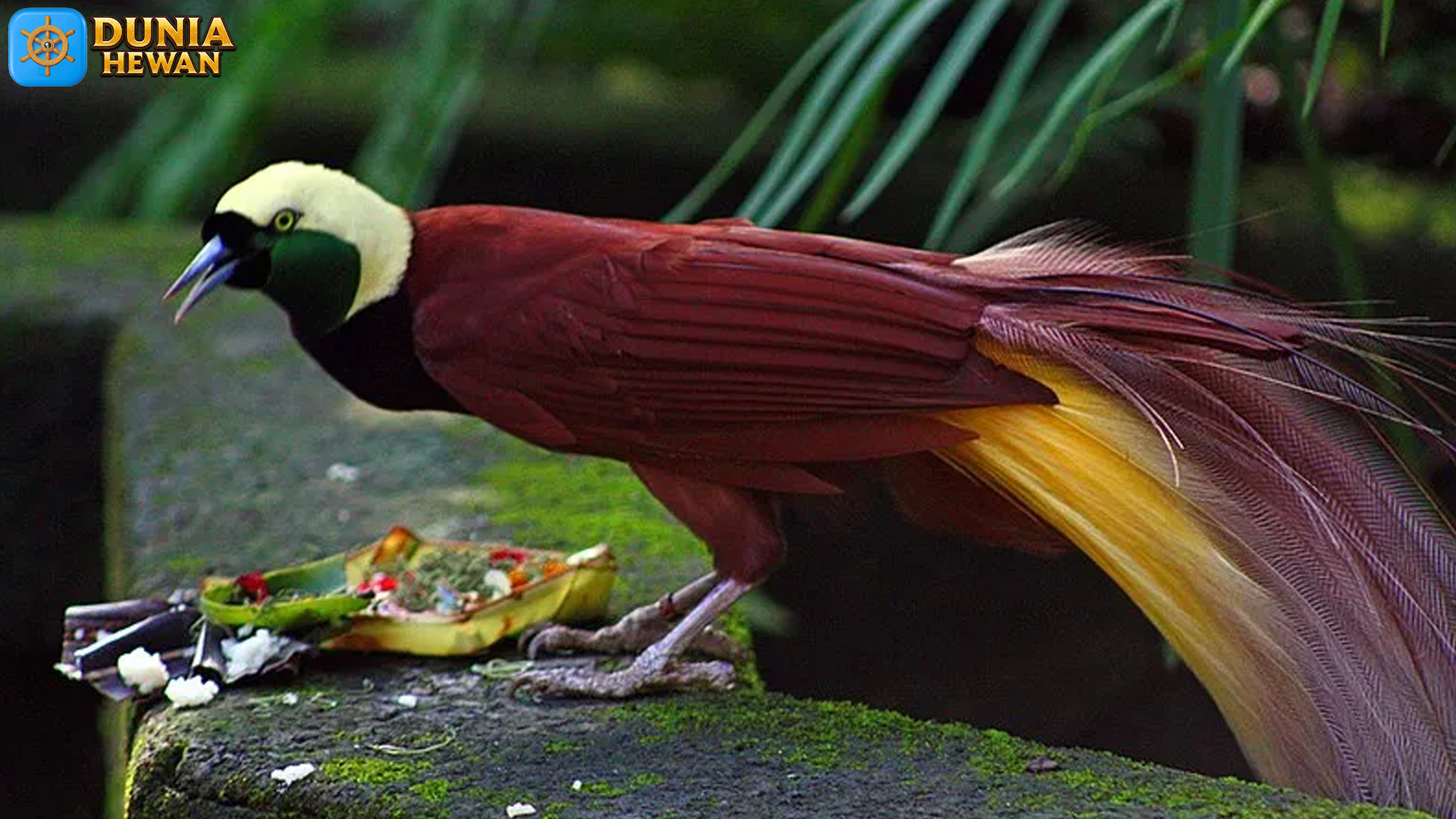 Burung Cendrawasih: Menyaksikan Keajaiban Alam dari Papua