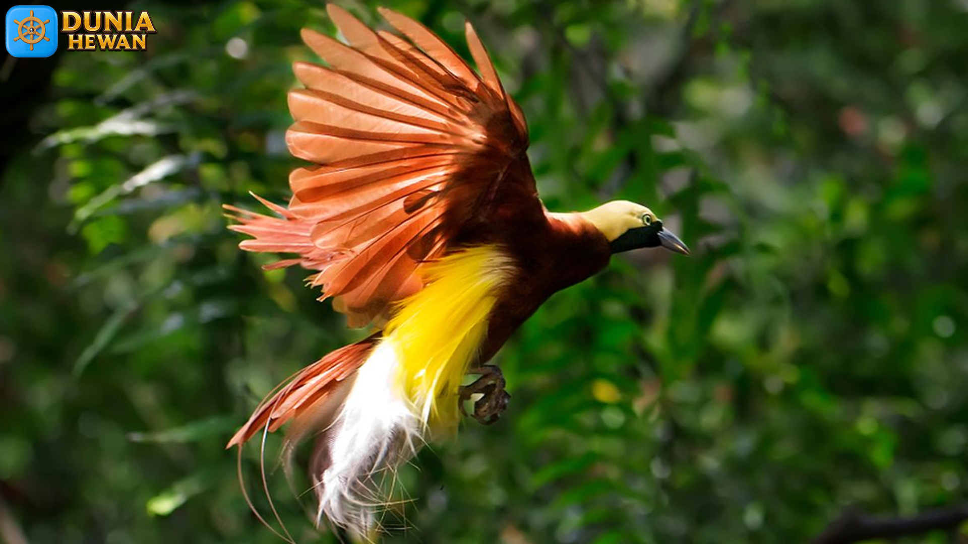 Burung Cendrawasih: Menyaksikan Keajaiban Alam dari Papua