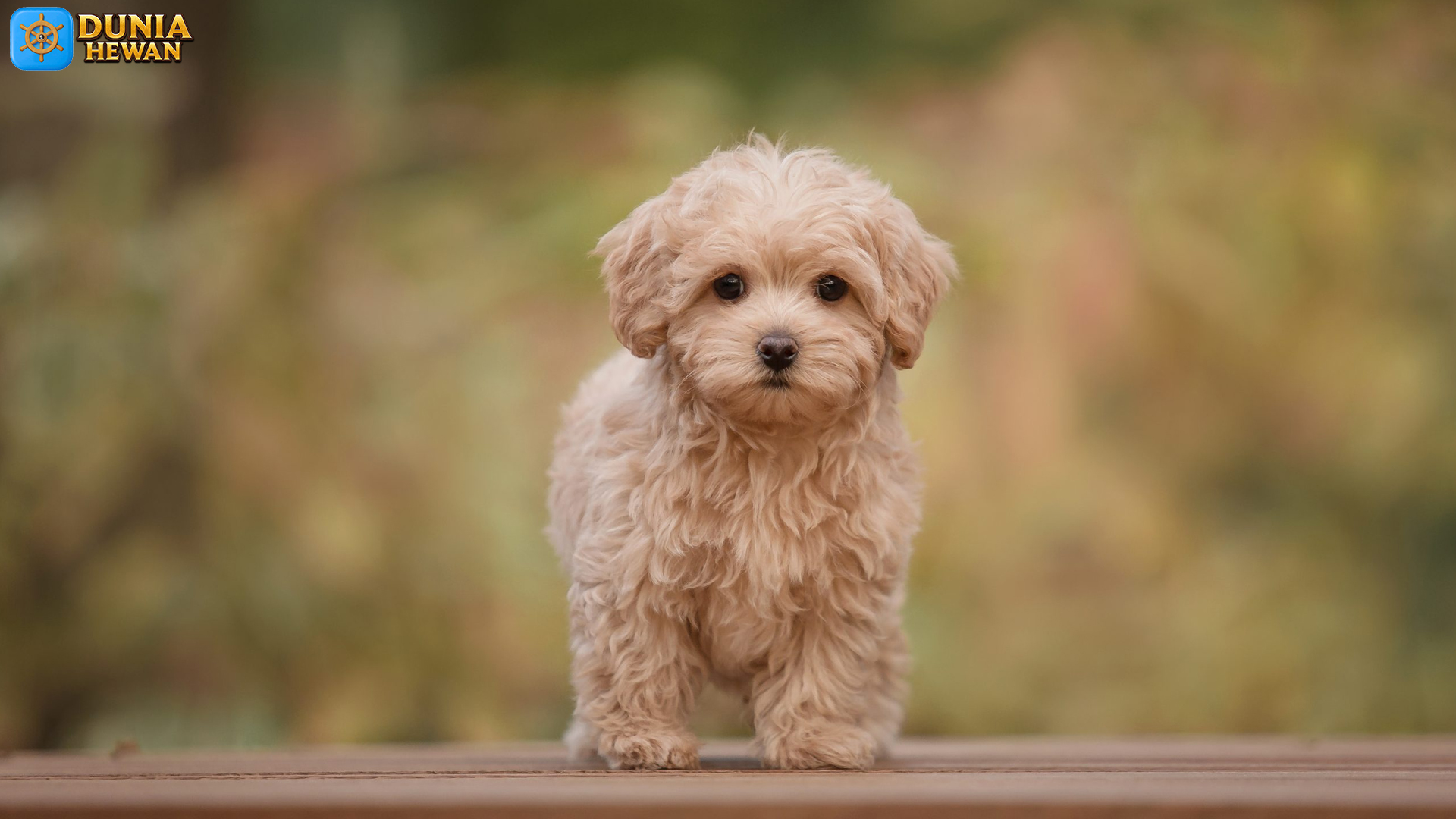 Mengapa Maltipoo Bisa Menjadi Pilihan Ideal untuk Keluarga