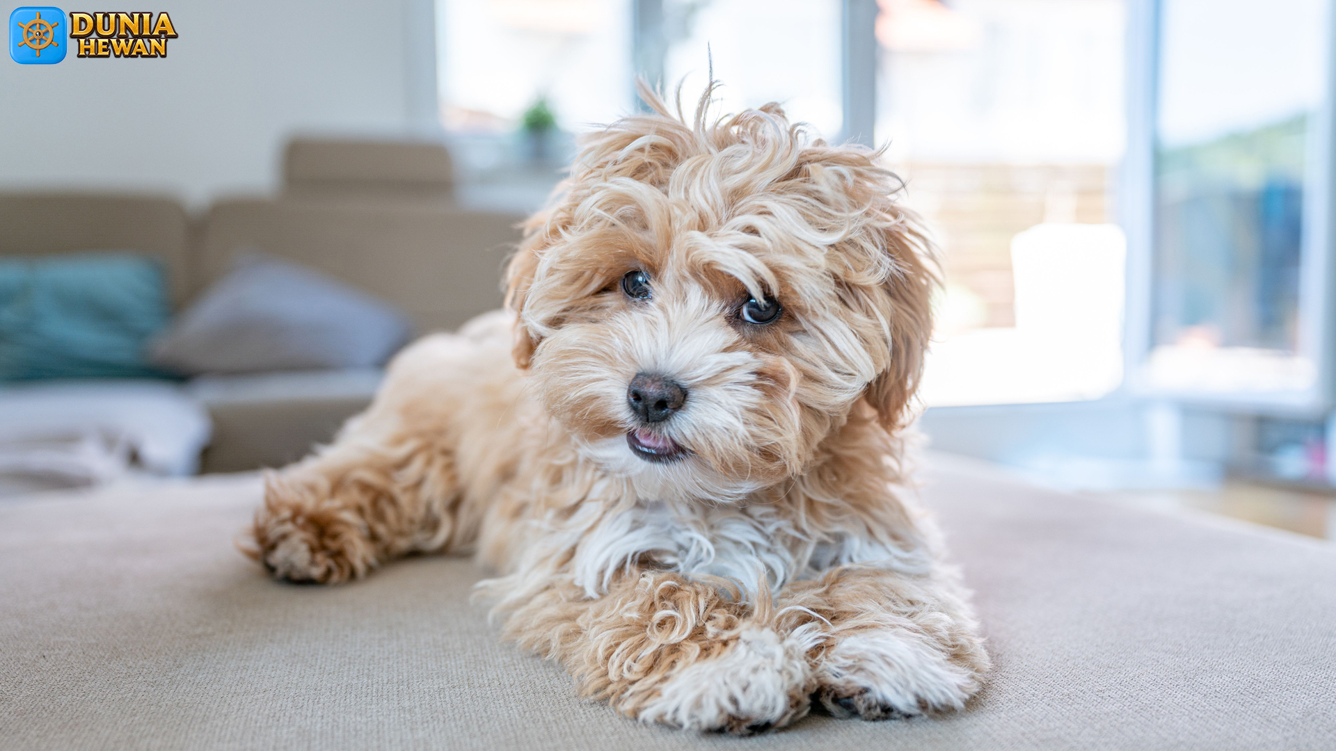 Mengapa Maltipoo Bisa Menjadi Pilihan Ideal untuk Keluarga