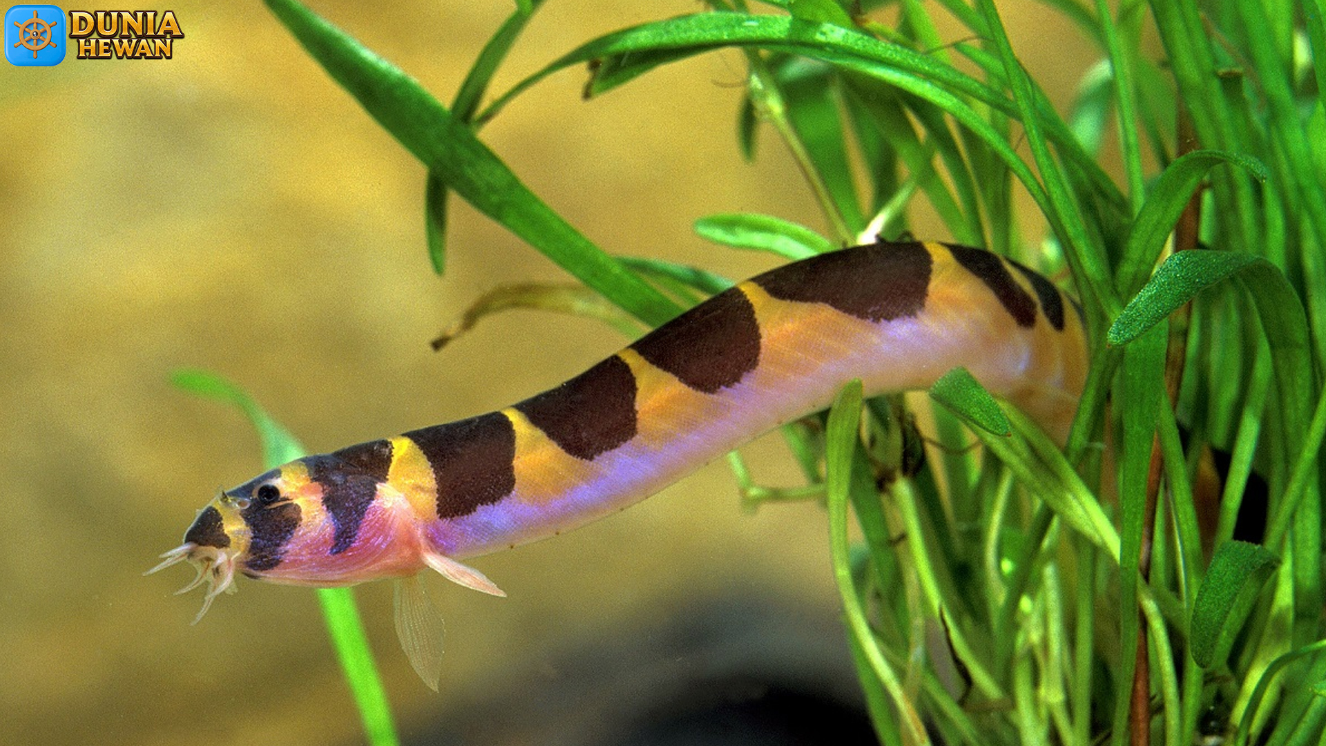 Mengenal Kuhli Loach: Ikan Aneh dengan Karakter Unik
