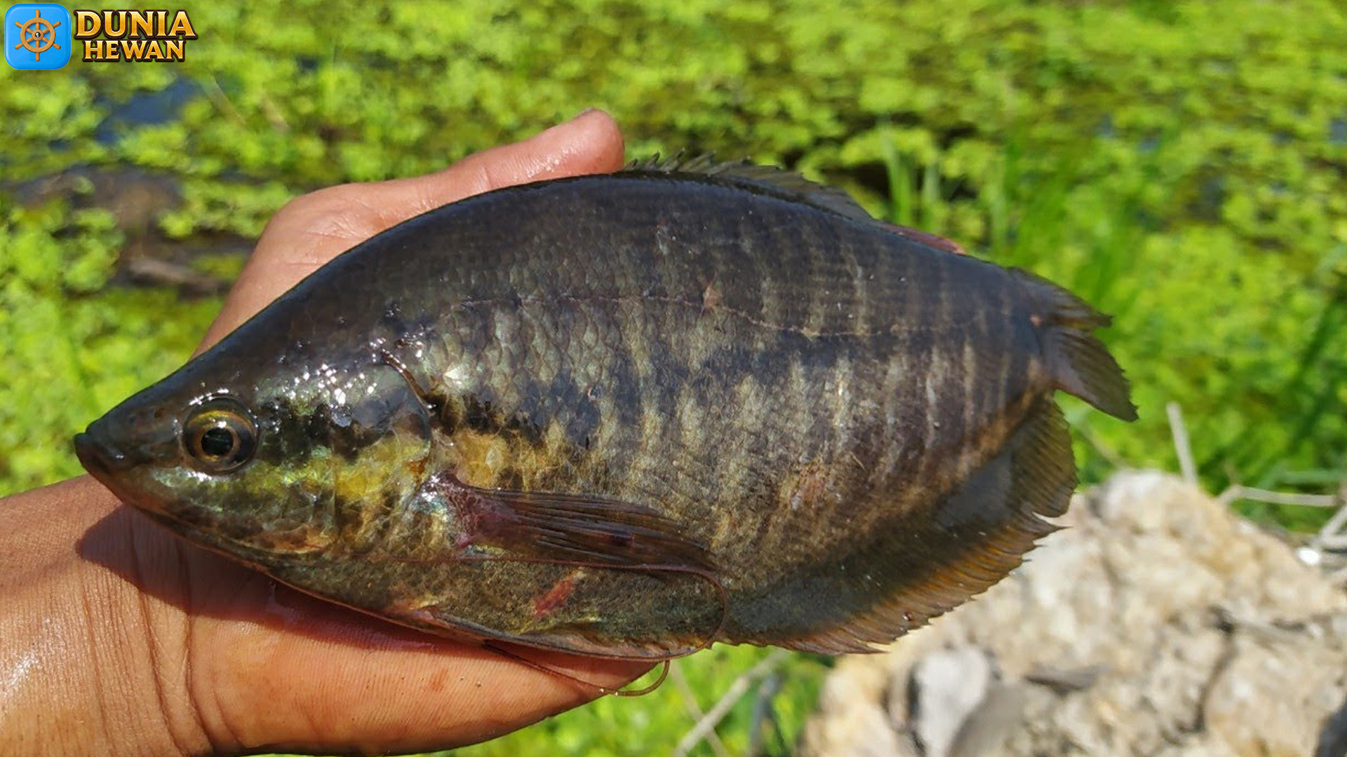 Ikan Sepat Siam: Spesies Serbaguna dalam Ekosistem Perairan