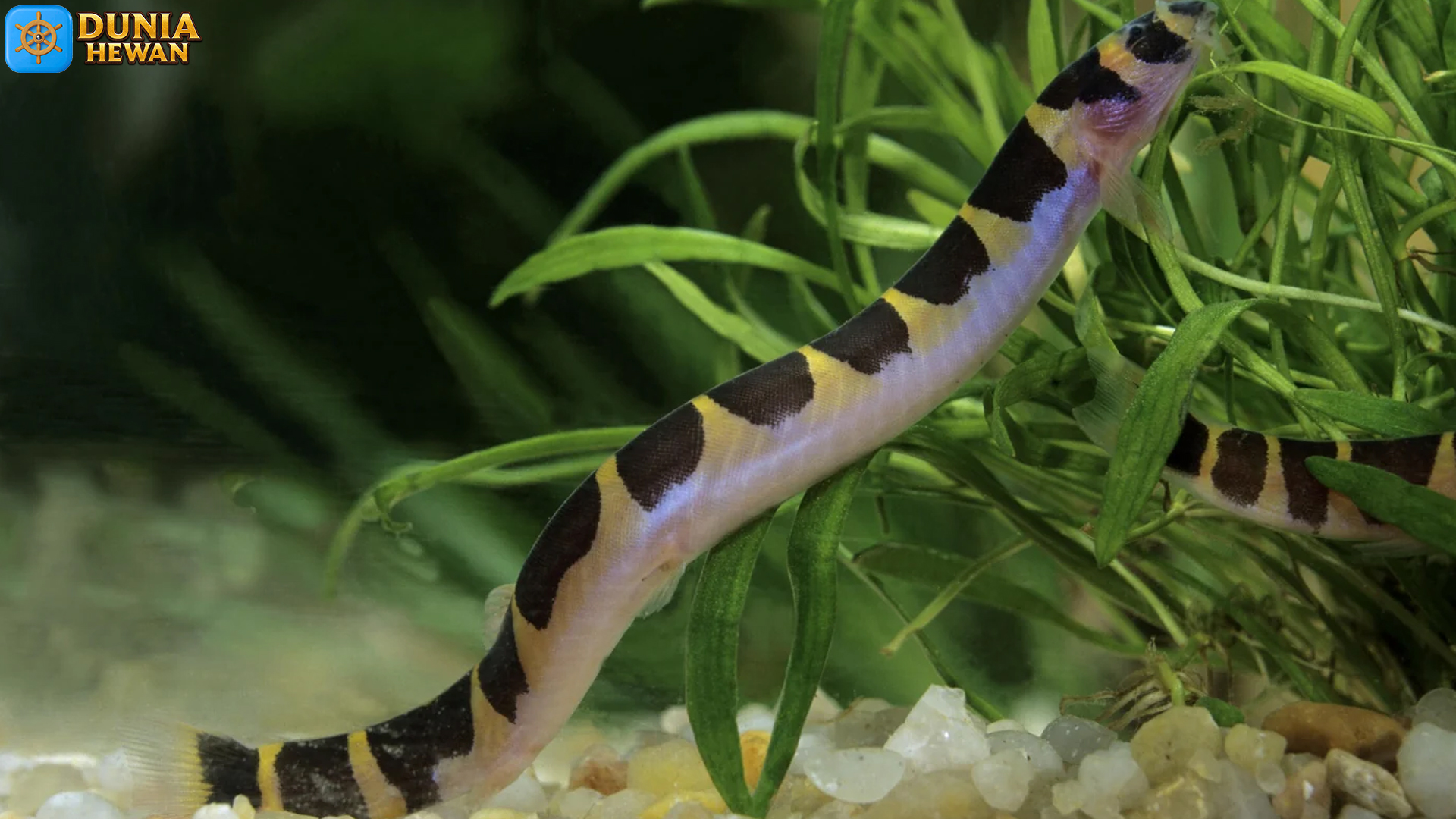 Mengenal Kuhli Loach: Ikan Aneh dengan Karakter Unik