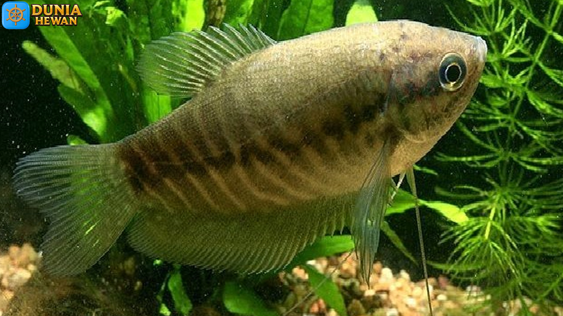 Ikan Sepat Siam: Spesies Serbaguna dalam Ekosistem Perairan
