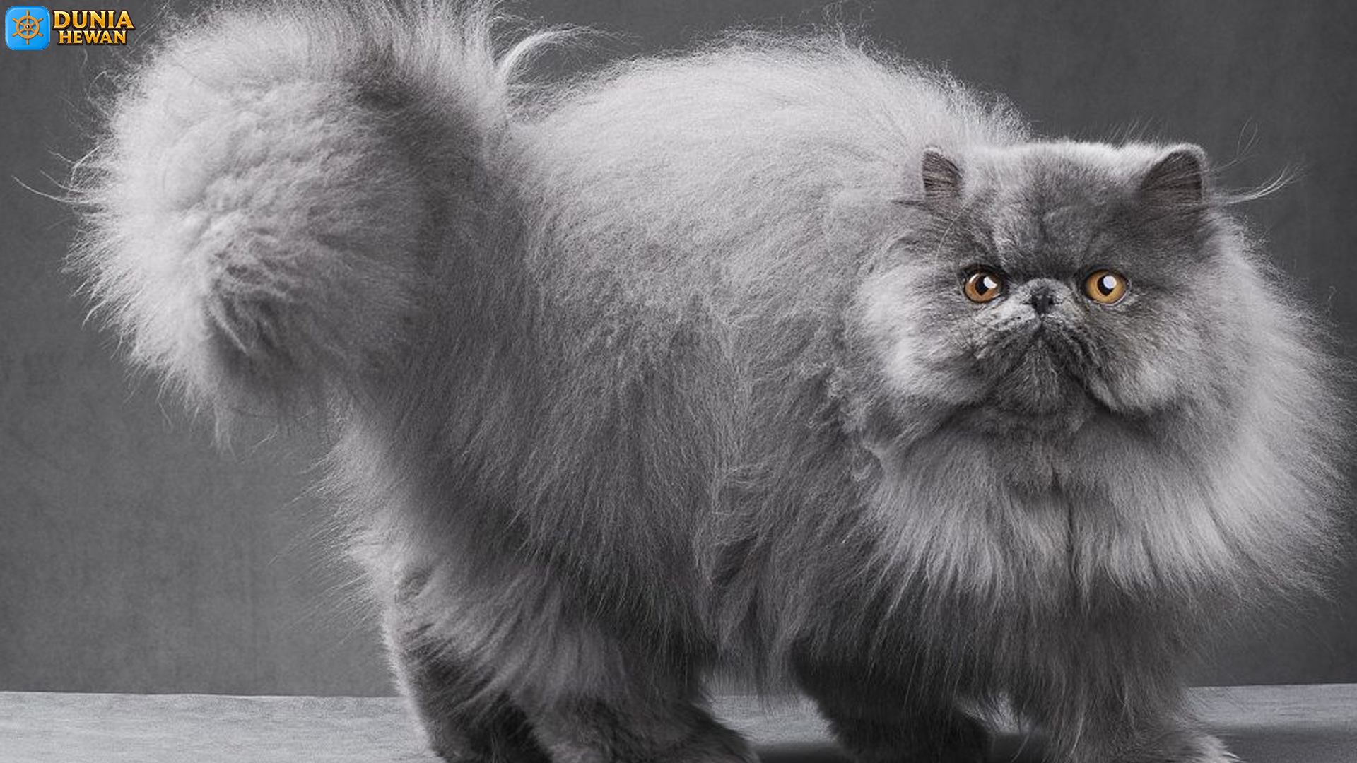 Kucing Persia: Teman Manis dengan Kepribadian Anggun