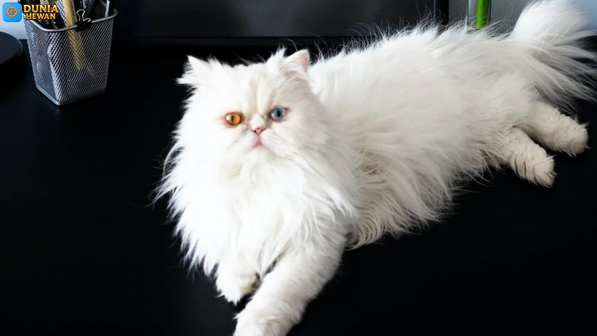 Kucing Persia: Teman Manis dengan Kepribadian Anggun