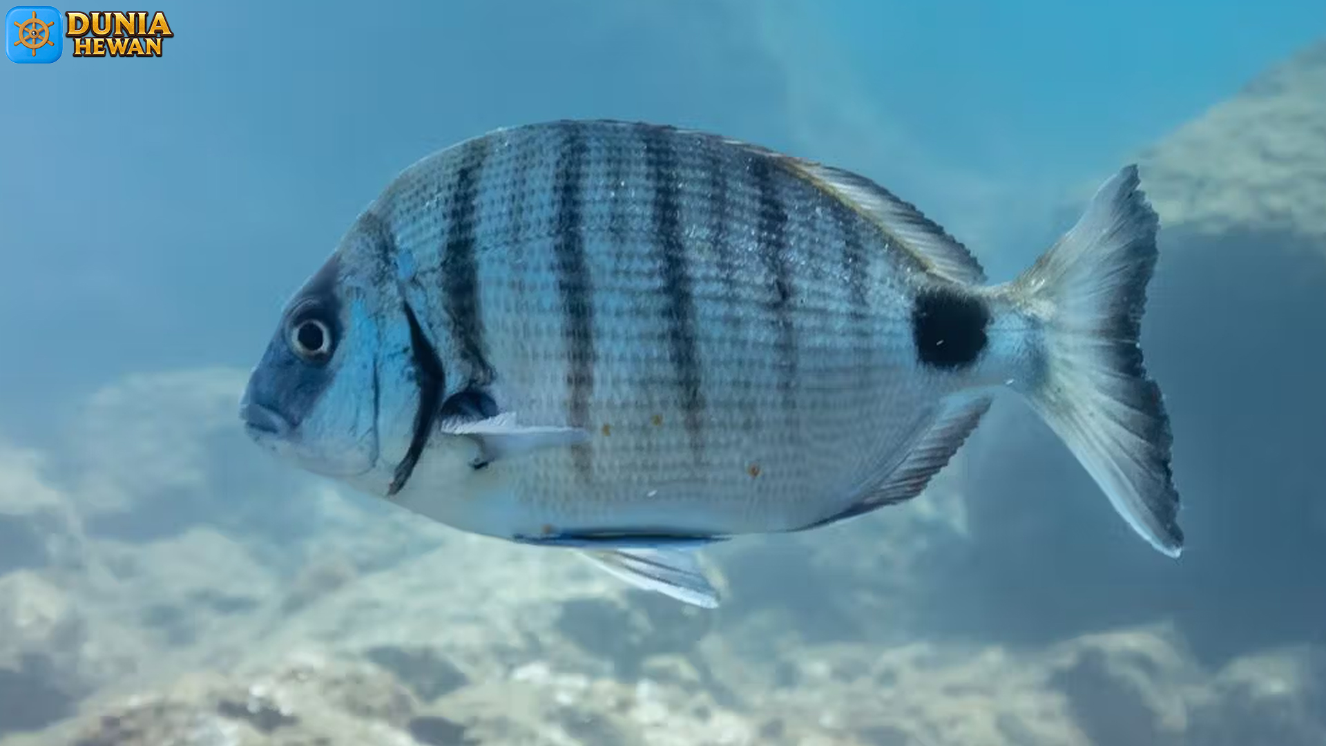 Diplodus: Ikan Laut dengan Perilaku dan Habitat yang Unik