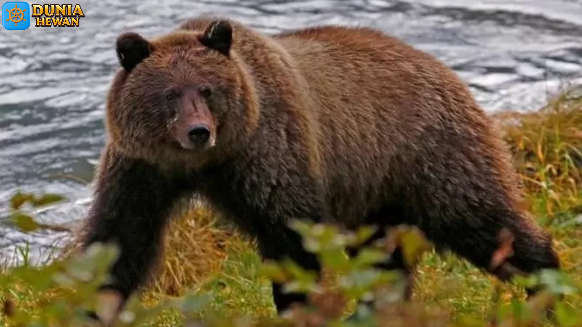 Bergelut dengan Keberadaan Beruang Grizzly di Alam Liar