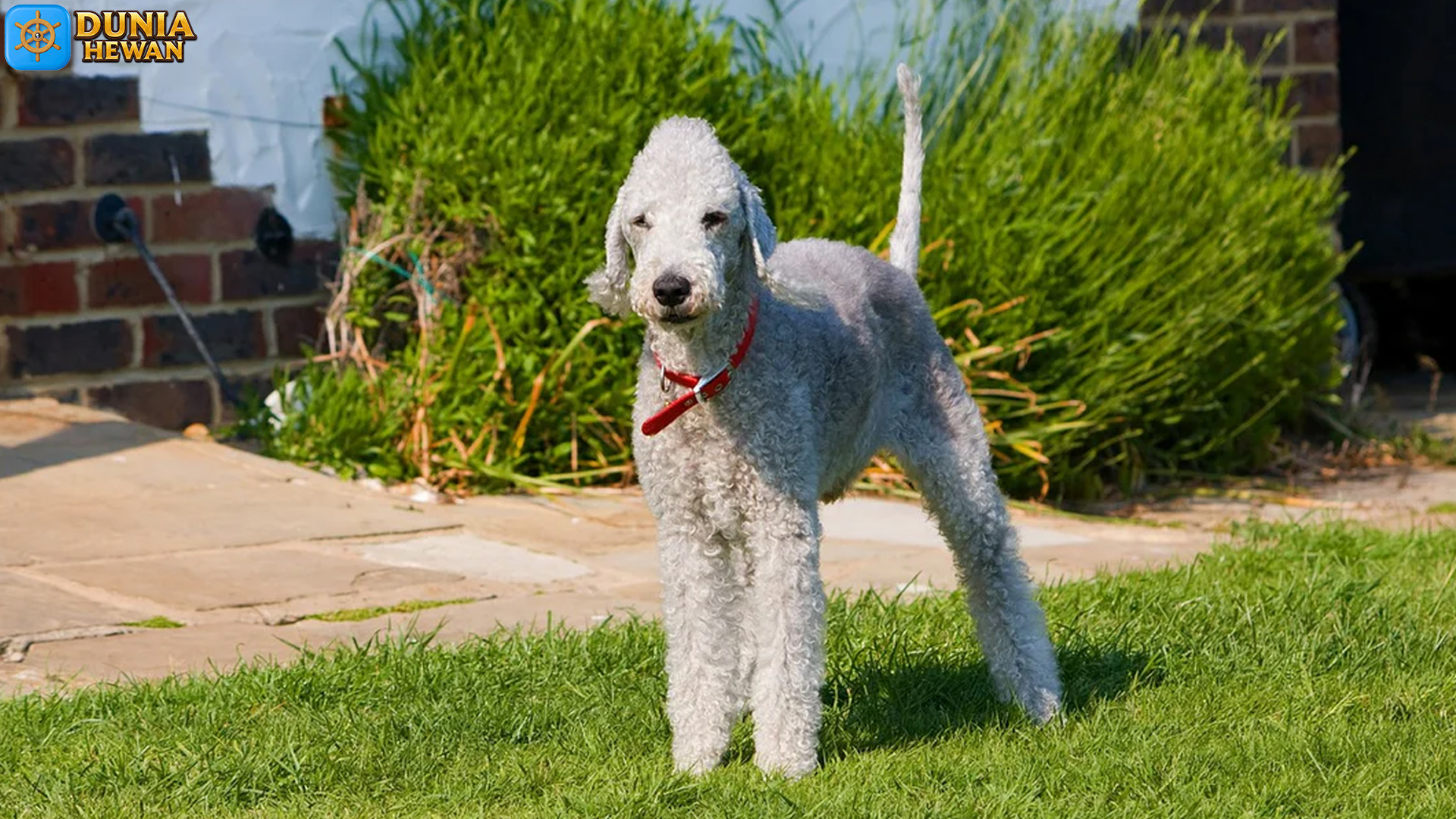 Keistimewaan Bedlington Terrier: Anjing Kecil Berenergi Besar