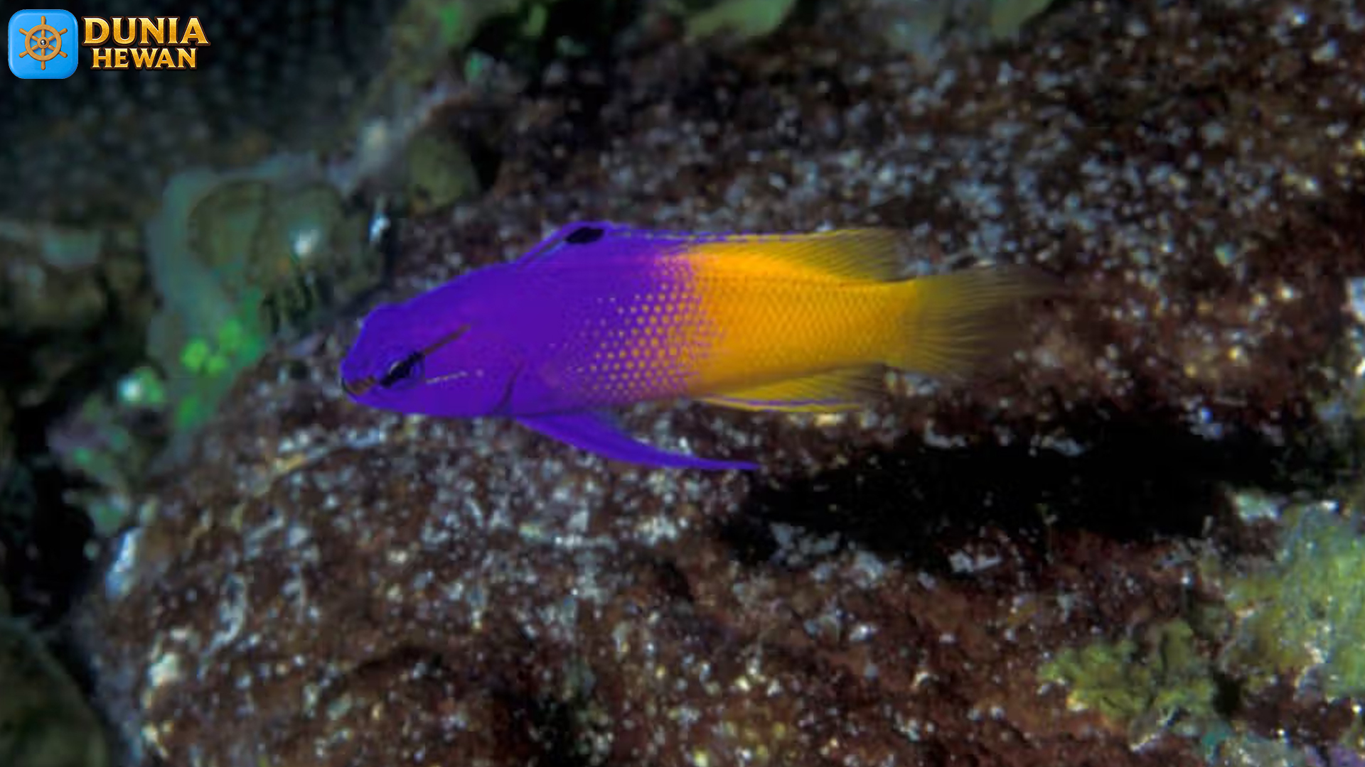 Keindahan dan Karakteristik Ikan Royal Gramma yang Memikat