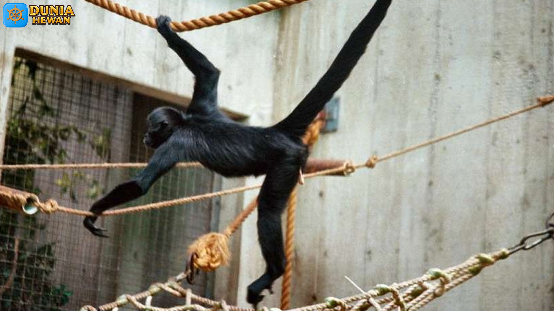 Monyet Laba-laba: Primata yang Penuh Misteri dan Kecerdikan