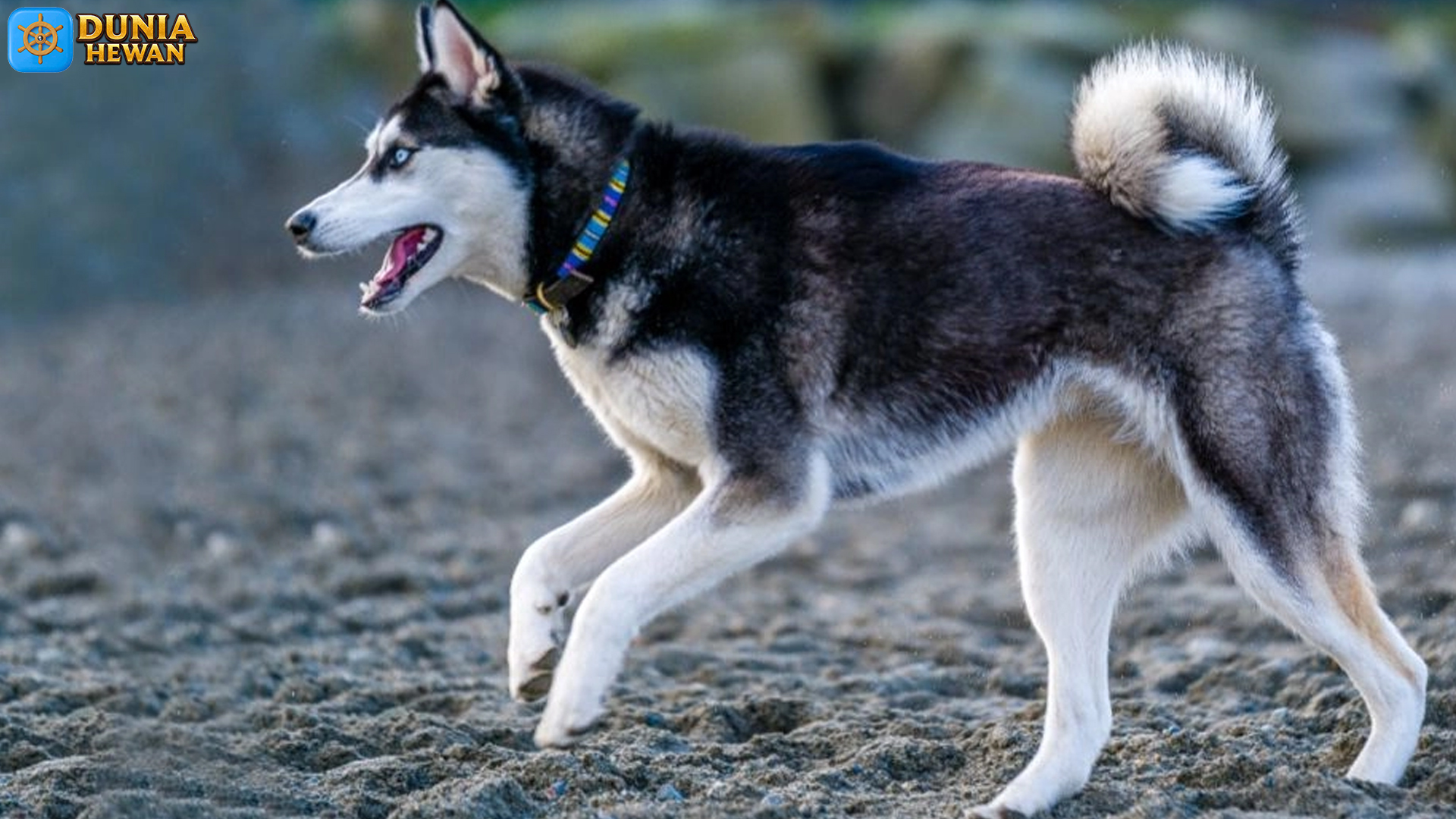 Anjing Canadian Eskimo: Ras Tangguh dengan Sejarah yang Kaya