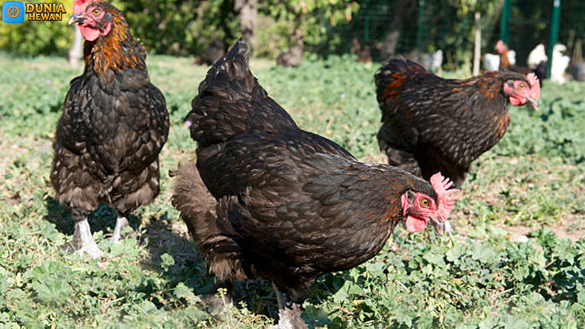 Ayam Marans: Telur Unik dan Penampilan Menawan Khasnya