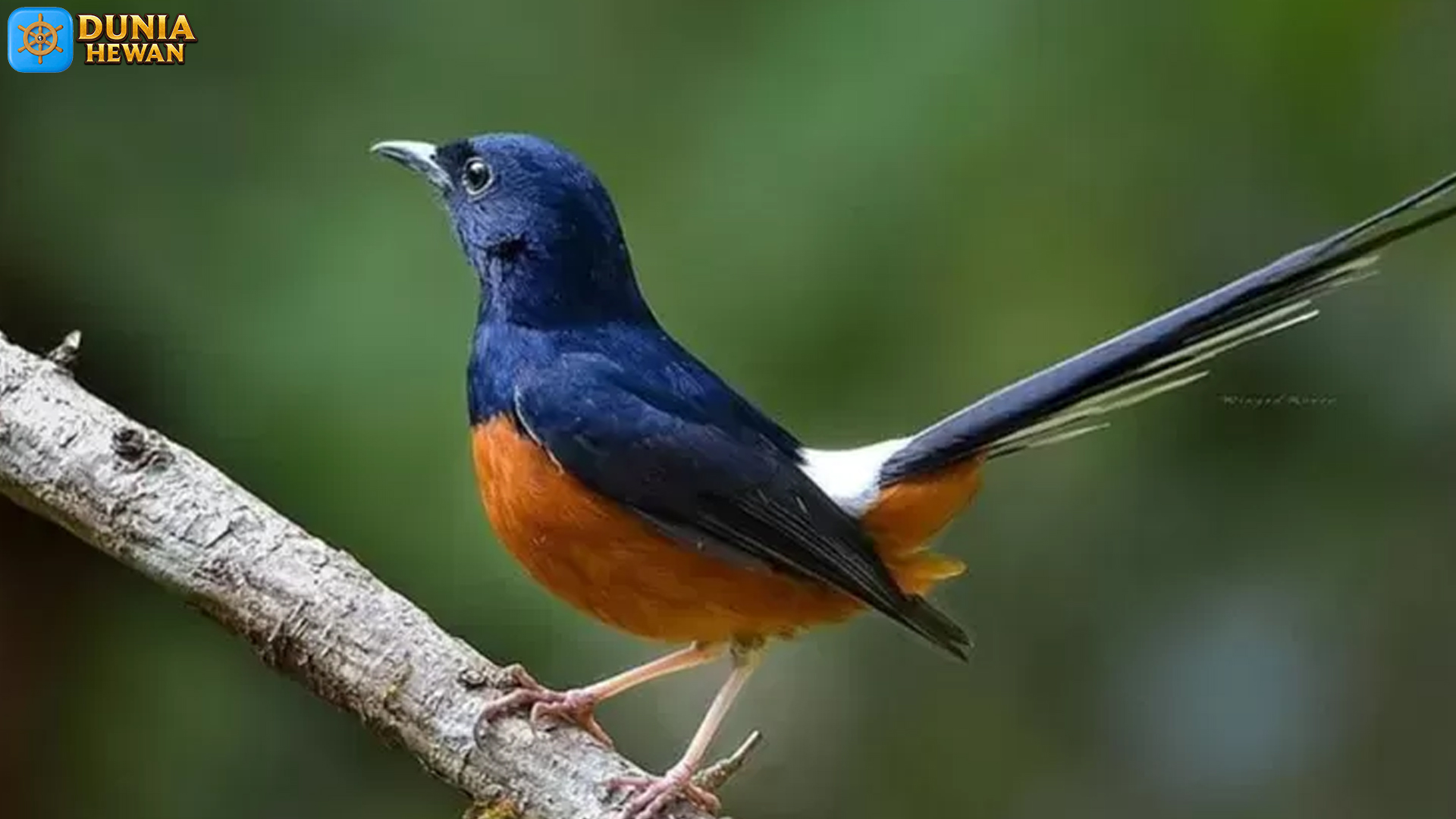 Rahasia Di Balik Suara Khas Burung Murai Batu yang Memukau