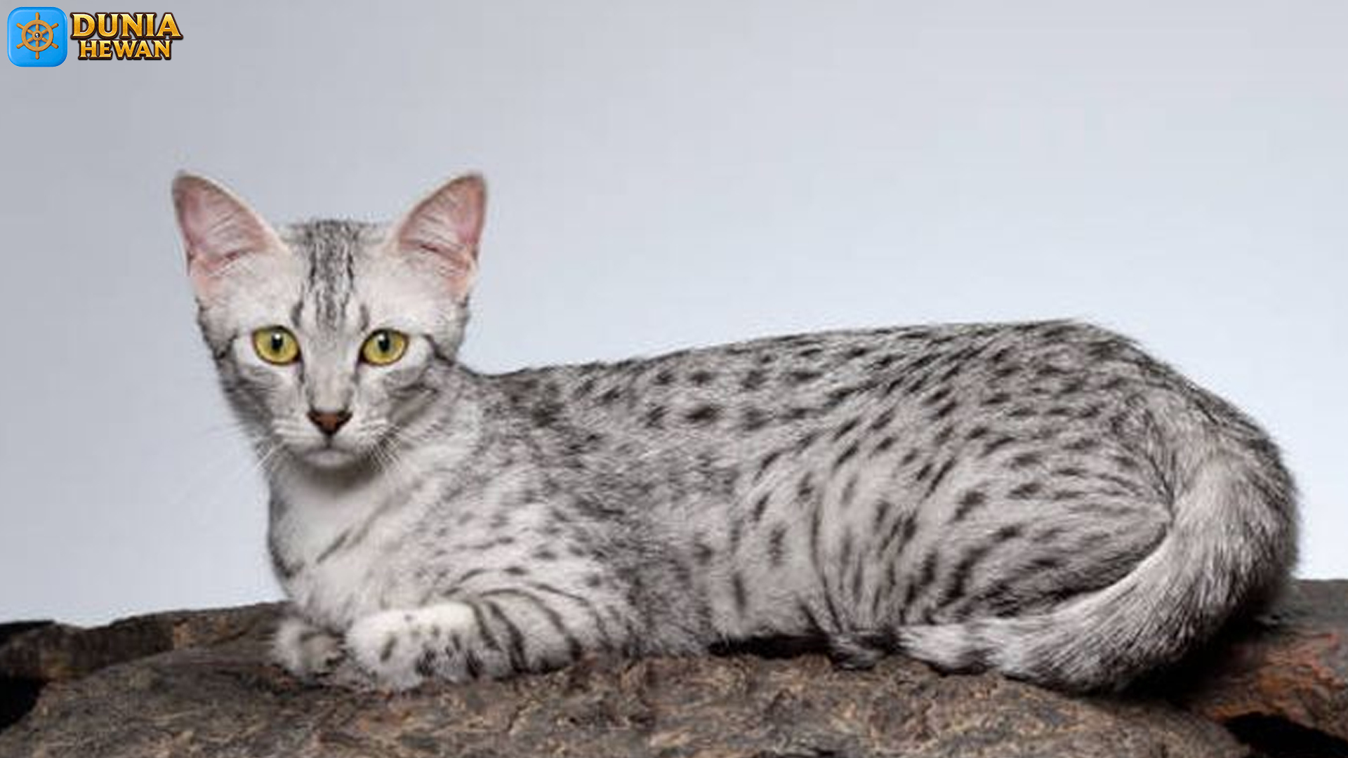 Kucing Mau Mesir: Keunikan dan Keistimewaan Ras Kucing Tertua
