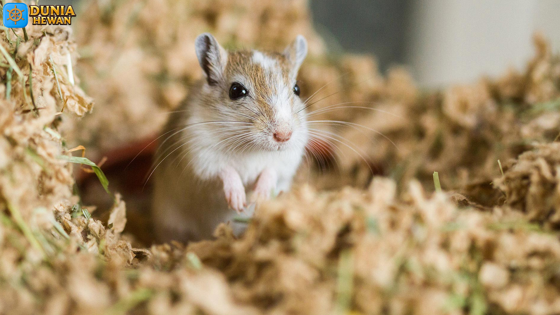 Mongolian Gerbil: Kenali Karakter Sosialnya yang Menggemaskan