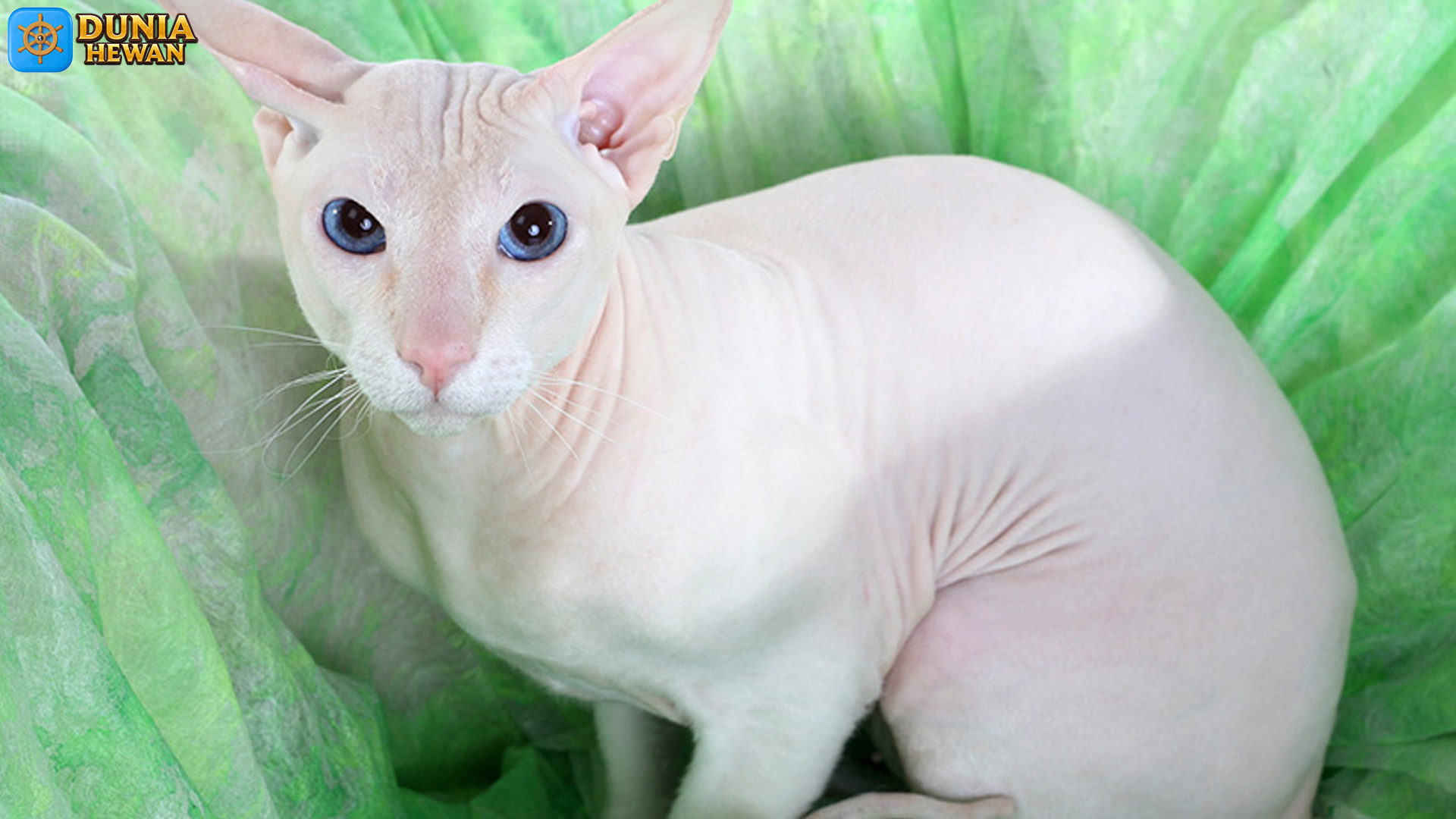 Mengenal Peterbald: Kucing Tanpa Bulu yang Penuh Kejutan