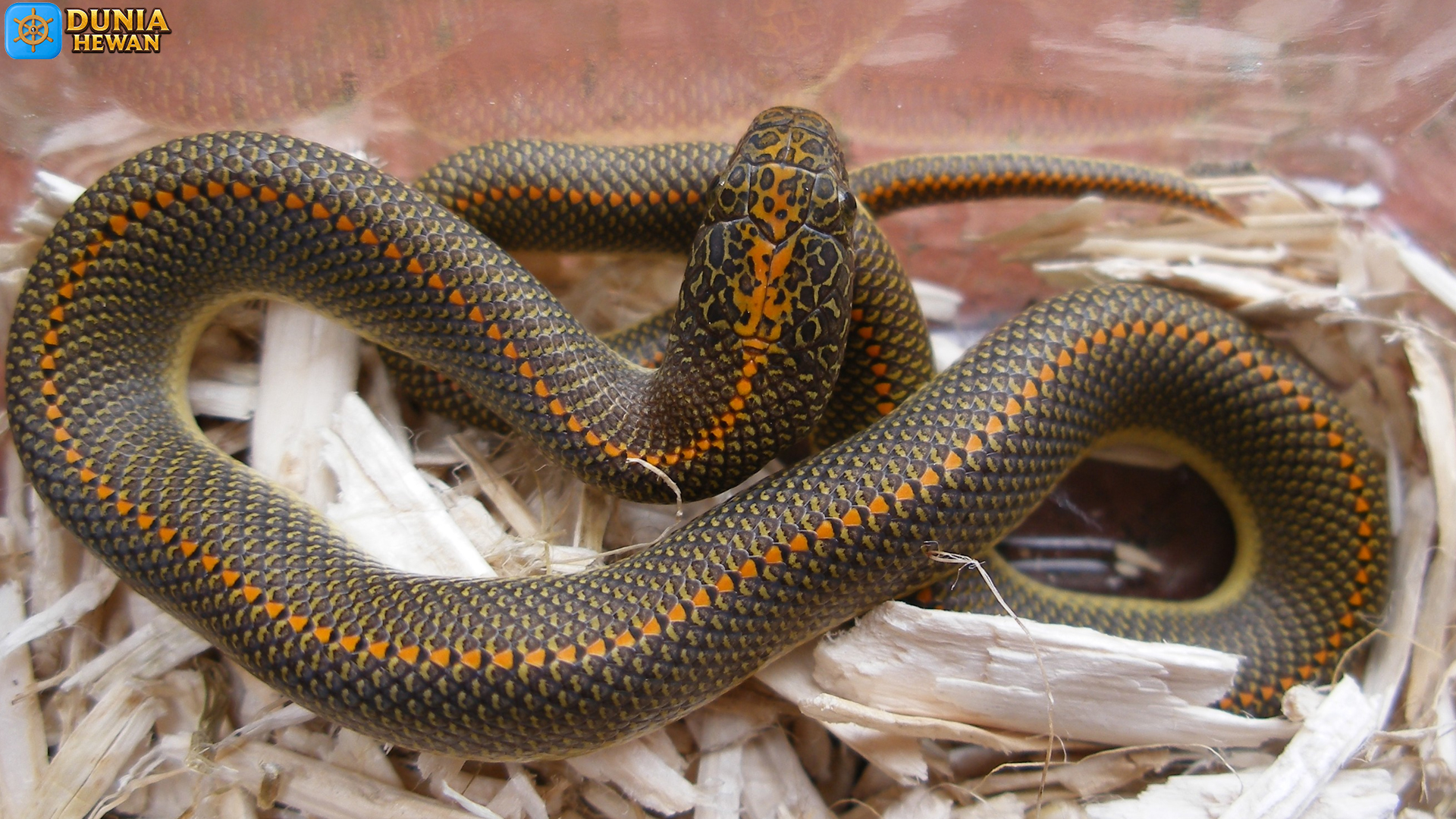 Lamprophis: Ular yang Menarik untuk Para Pecinta Herpetologi