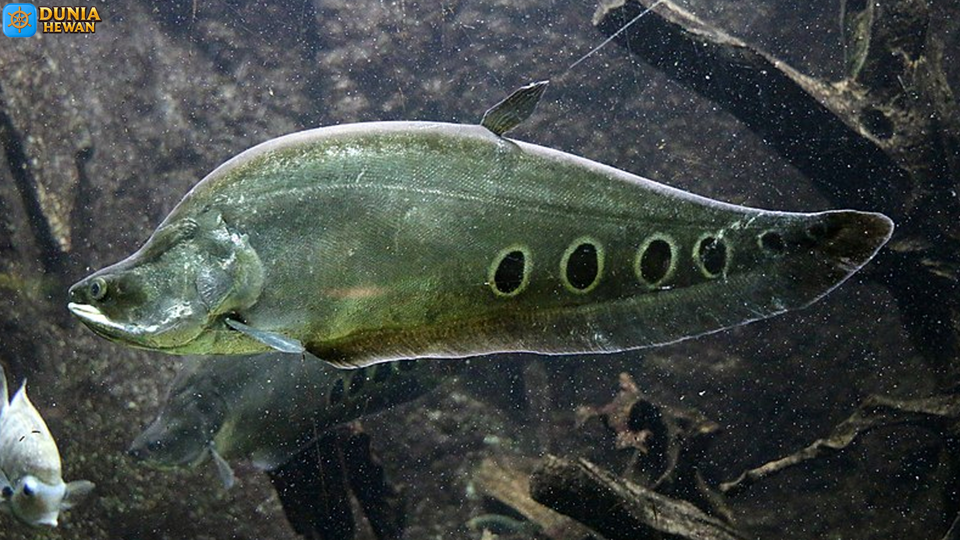 Ikan Belida: Pemangsa Tangguh yang Memikat Pecinta Ikan