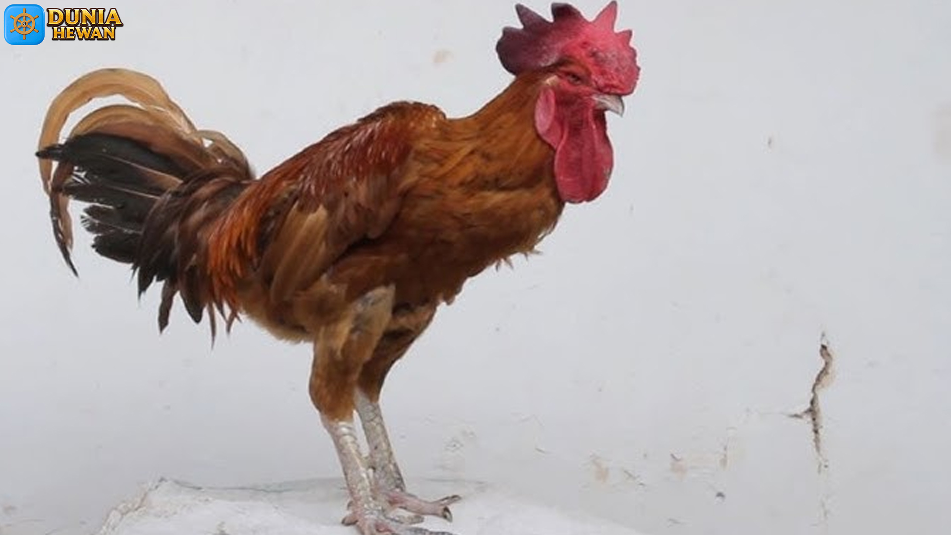 Ayam Pelung: Keindahan Suara dan Kekuatan Fisiknya