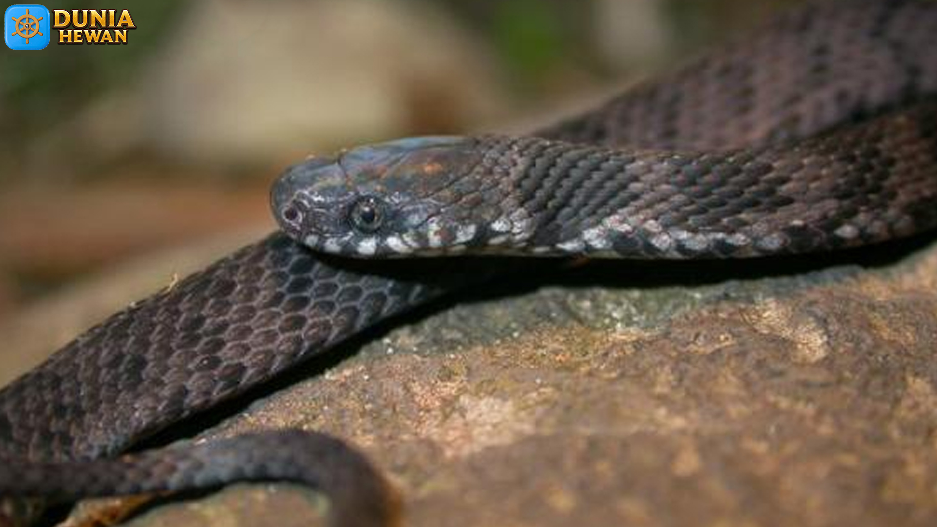 Menelisik Ular Ninia Maculata: Ular Cantik yang Jarang Ditemui