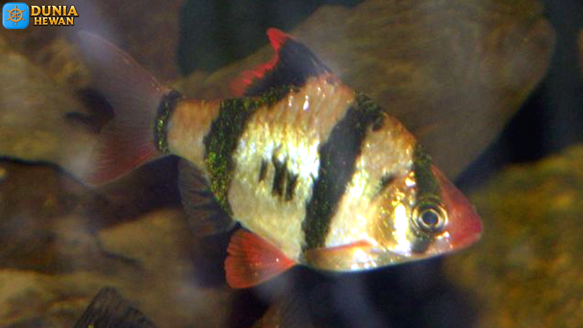 Keindahan Ikan Sumatra: Mengungkap Rahasia Spesies Lautan