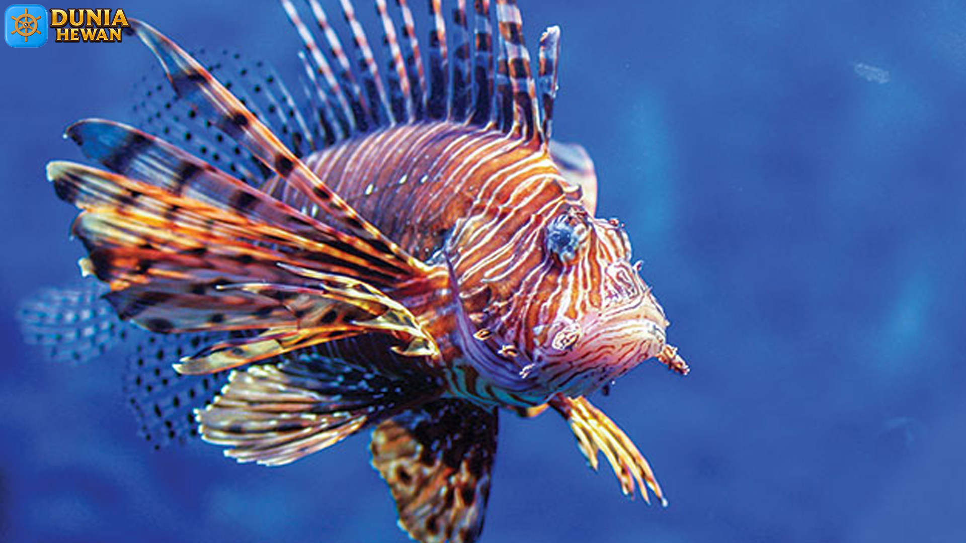 Keunikan Menakjubkan Ikan Lionfish: Keindahan yang Berbahaya
