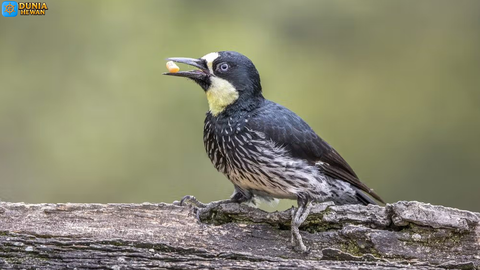 Mengenal Burung Pelatuk Biji Ek: Si Penjaga Pohon yang Menarik