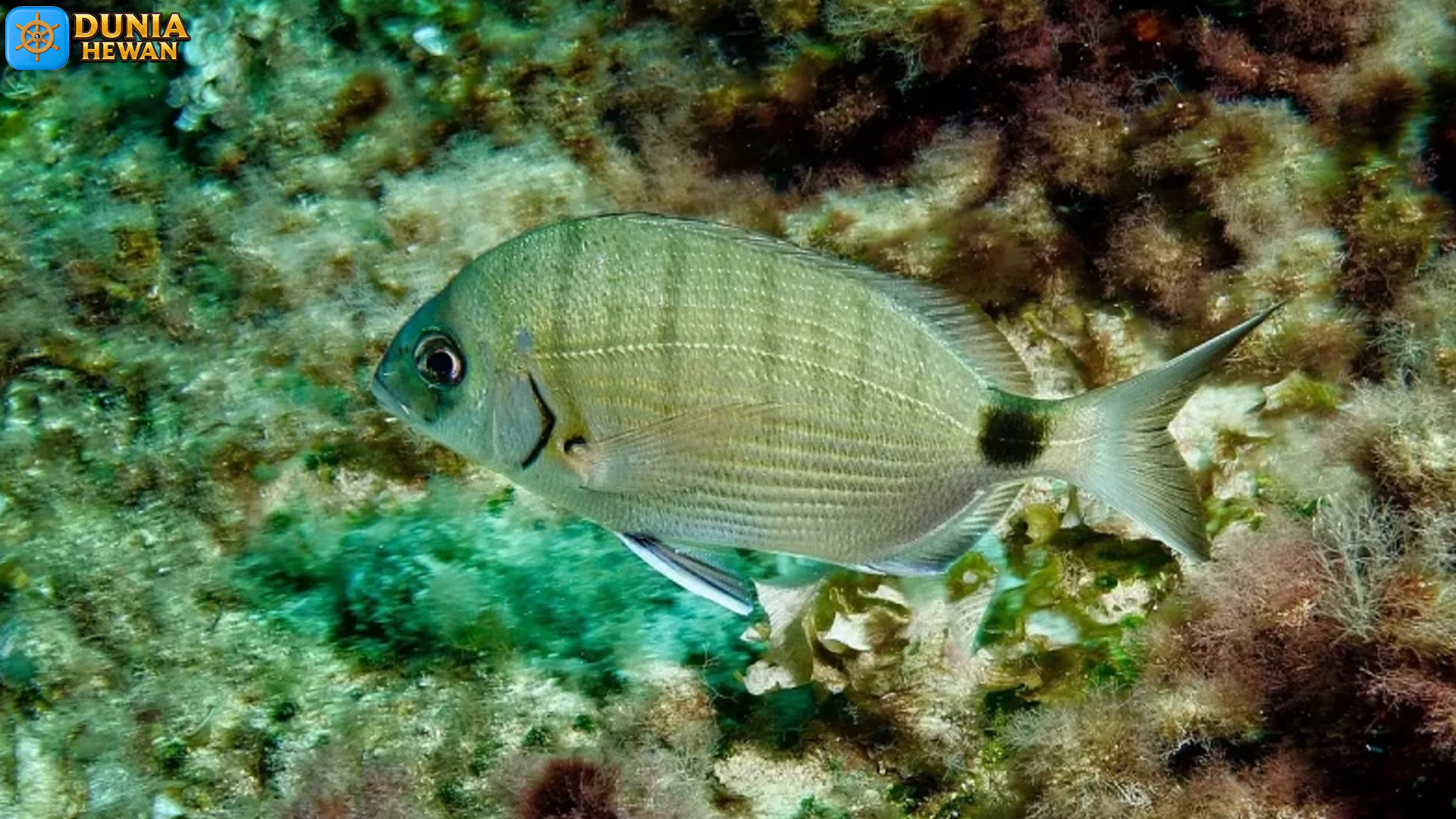 Diplodus: Ikan Laut dengan Perilaku dan Habitat yang Unik