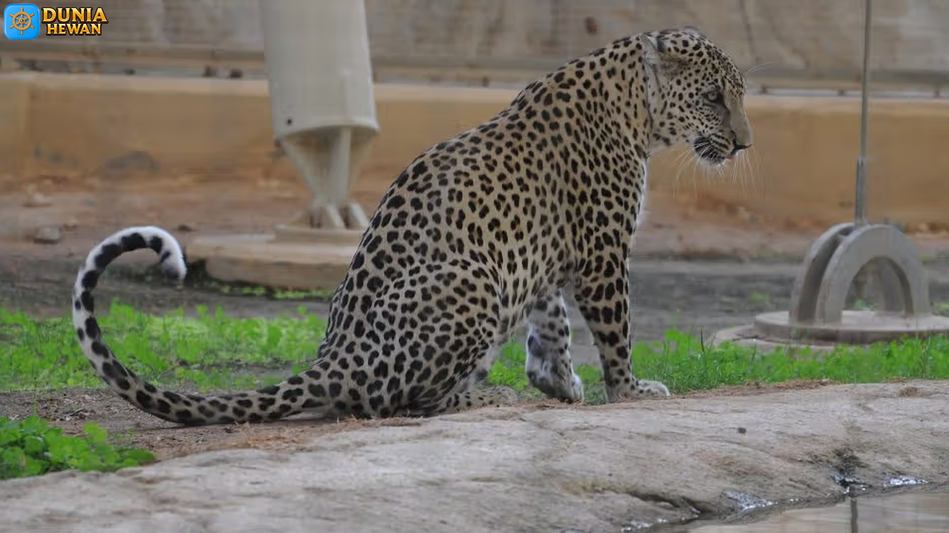 Macan Tutul Arab: Keindahan dan Keunikannya di Dunia Satwa