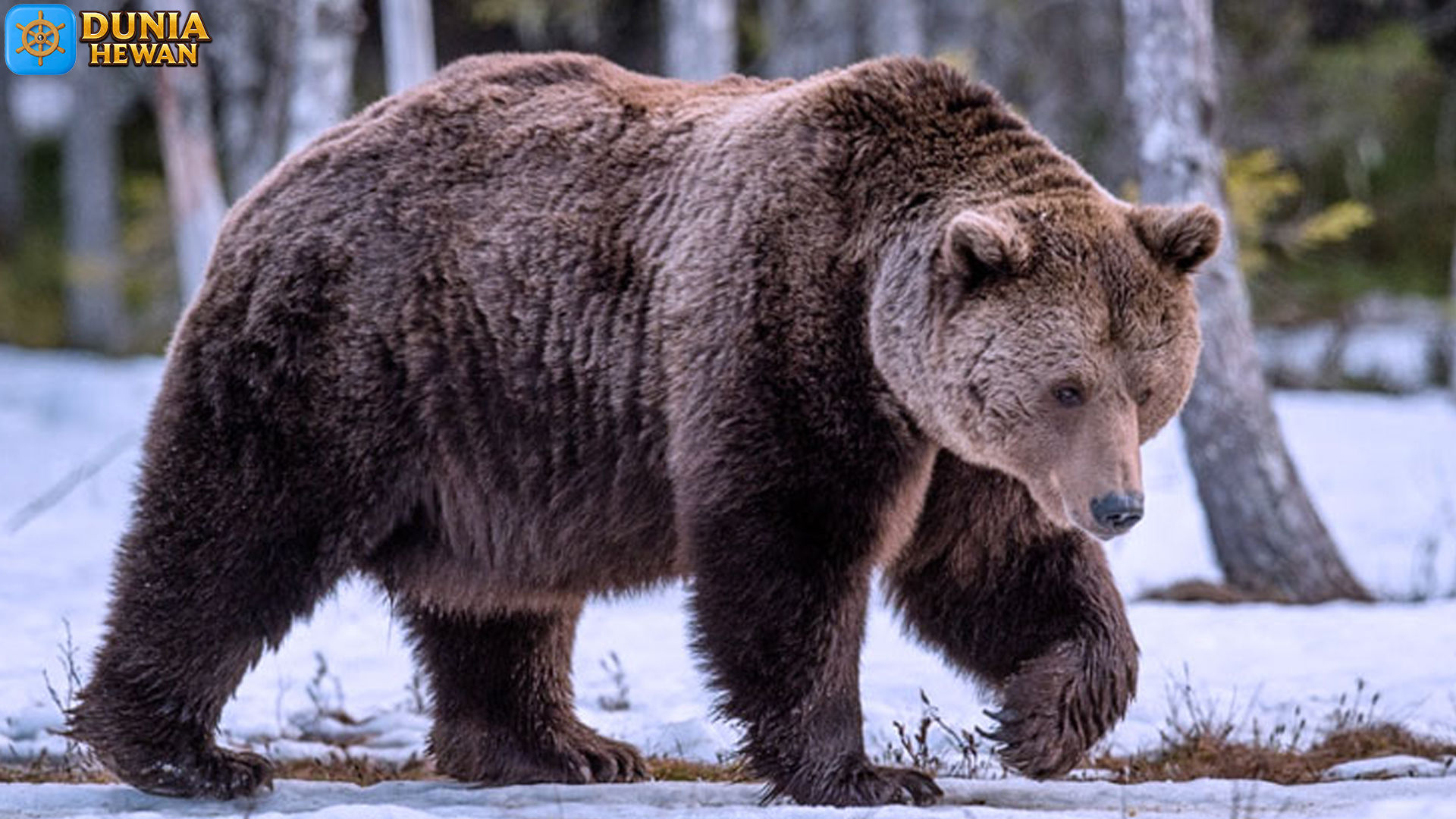 Bergelut dengan Keberadaan Beruang Grizzly di Alam Liar