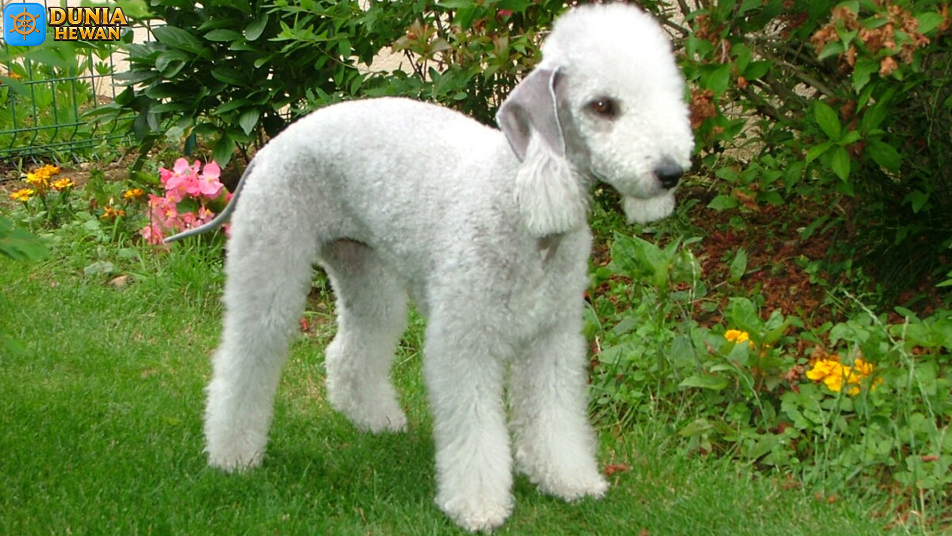 Keistimewaan Bedlington Terrier: Anjing Kecil Berenergi Besar