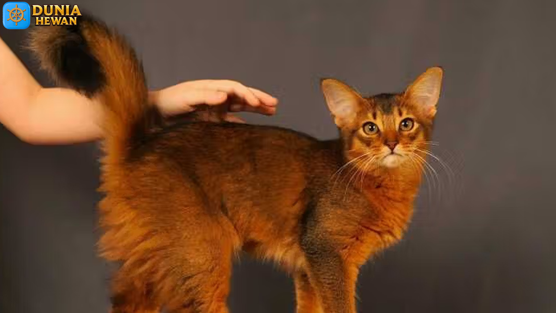Keindahan Alam dan Kepribadian Kucing Somali yang Menawan