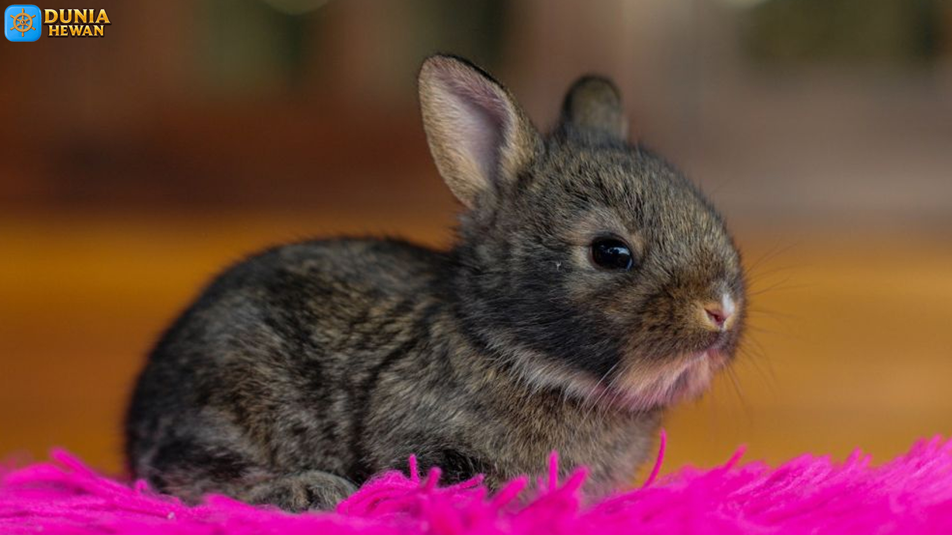 Kelinci Netherland Dwarf: Keimutan dan Fakta Menariknya
